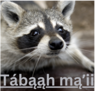 Dear Tábąąh Mąʼii, My Half Anglo Side Needs No Apology.