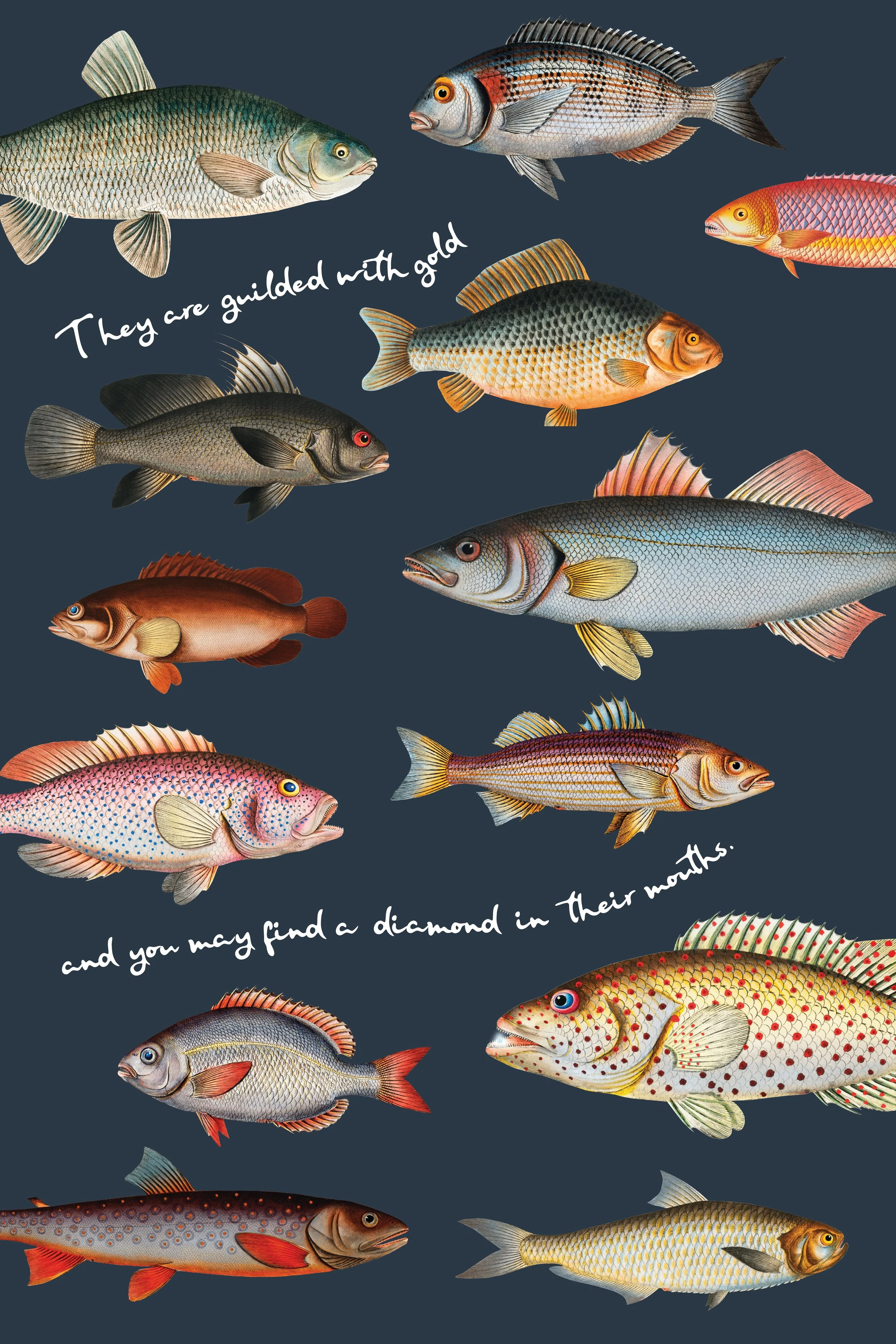 Fish Poster.jpg