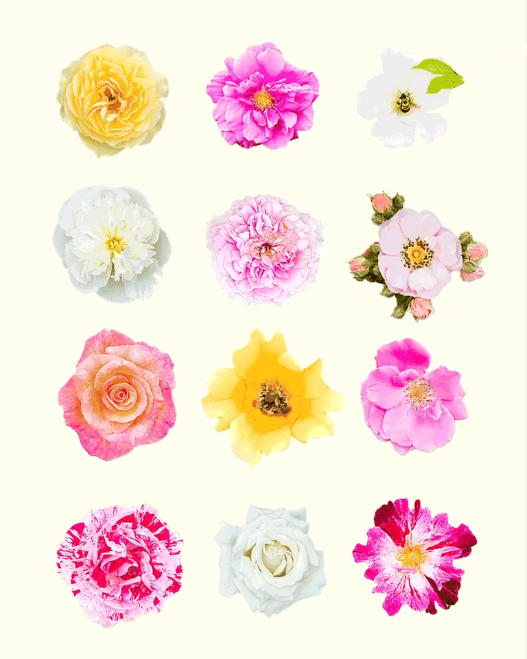 flowers2.gif