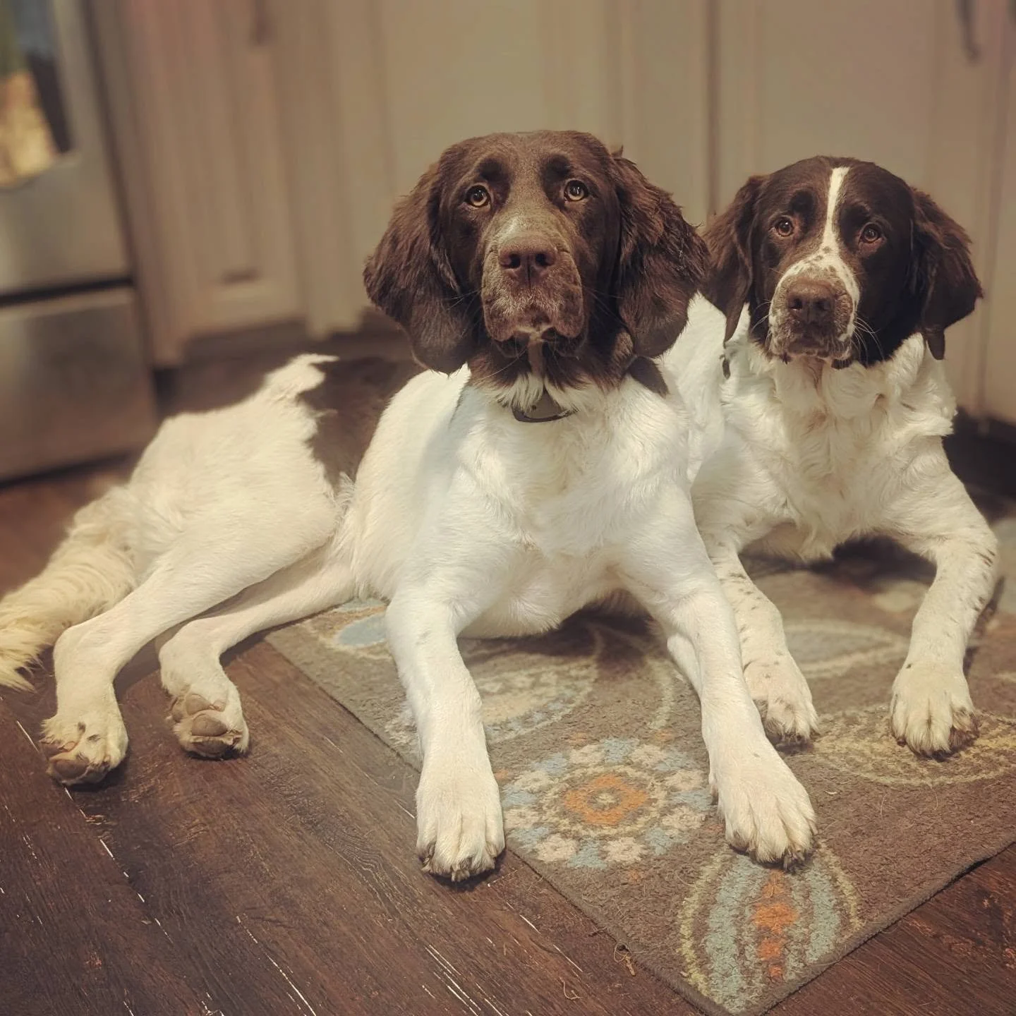 Two Gun clients -

If you have a puppy from us or are a hopeful Drent owner on our wait-list AND also happen to be an ADPA member, please remember to vote on the action item presented to you last month! You should have received a reminder from the AD