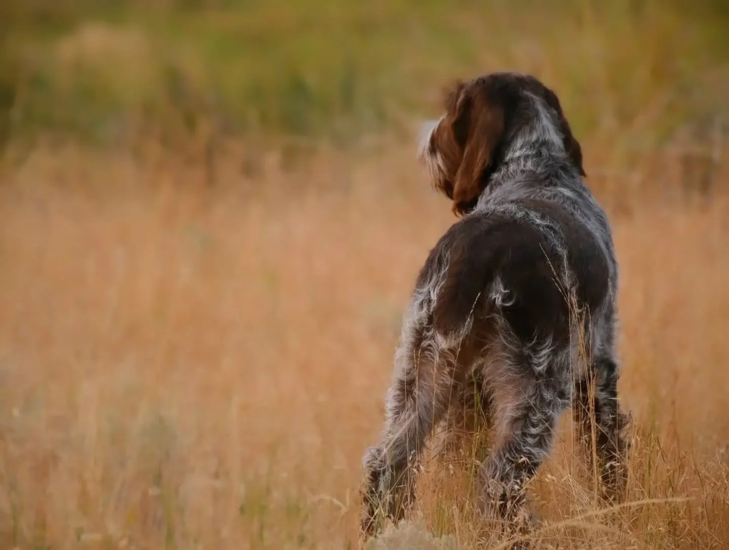 The cutest little brown butt there ever was 🥰
.
.
.
#twogunkennels #spinone #spinoneitaliano #spinonepuppy