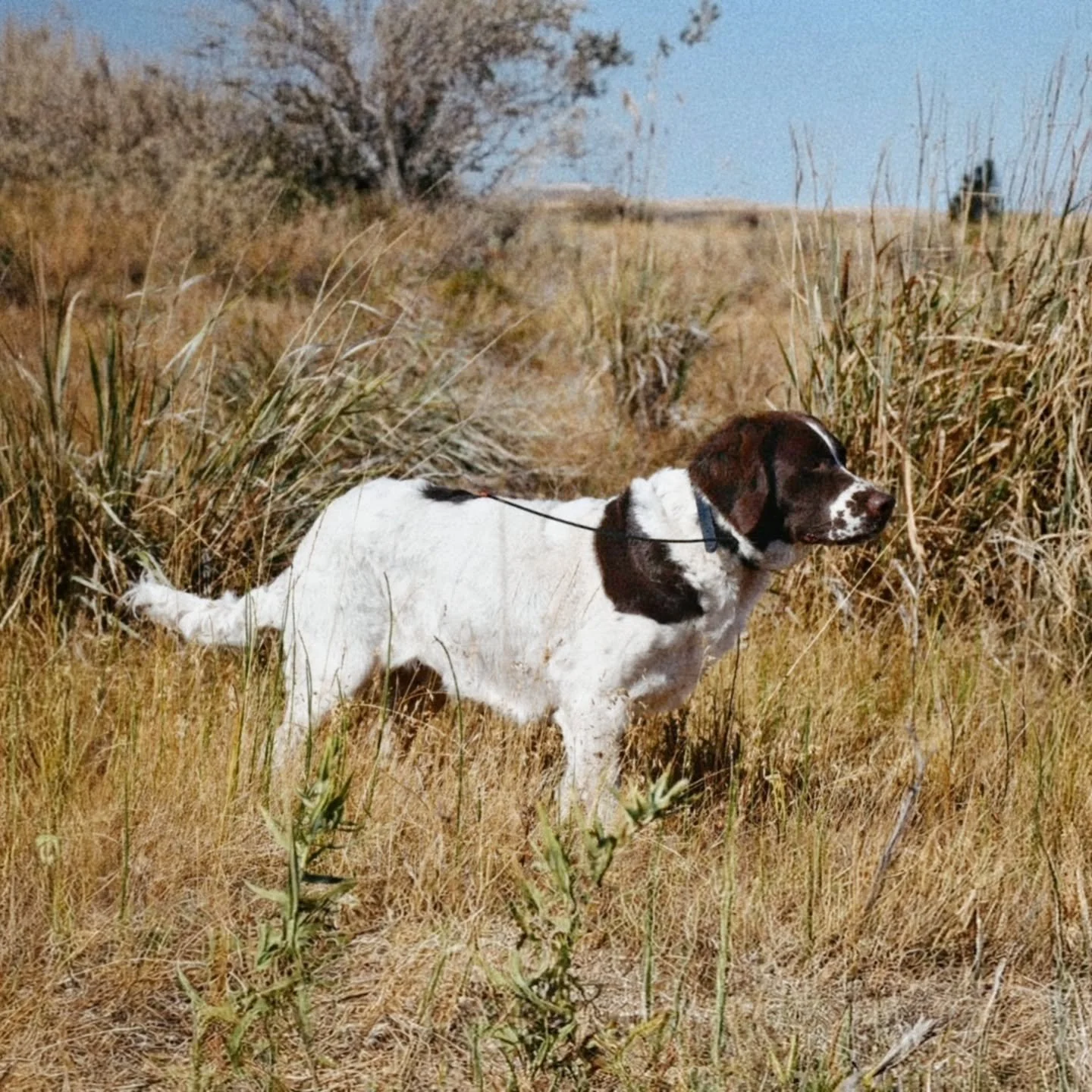 Season is upon us. Are you ready?
.
.
.
.
#twogunkennels #drentschepatrijshond #AmericanDrentschePatrijshondAssociation #poweredbyinukshuk
