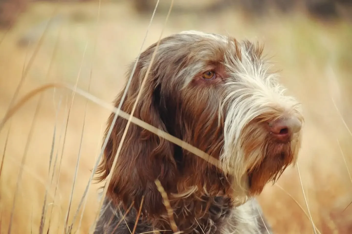 Young Spinone deep in contemplation over being made to go last on today's training rotation 🧐.
.
.
.
#twogunkennels #spinoneitaliano #spinonepuppy #spinone