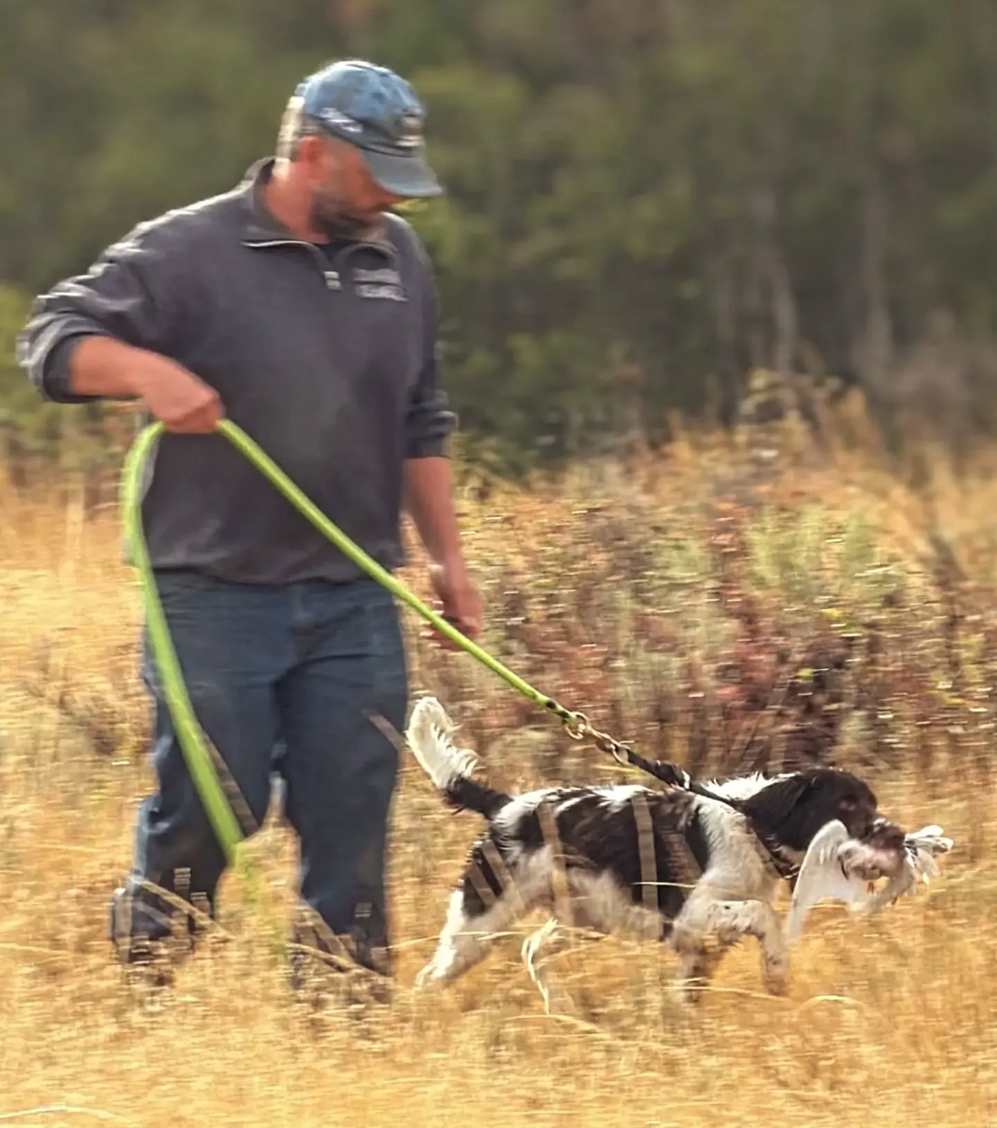 "Baker" - Two Gun's Hoppy Go Lucky

Ila x Cooper 2026

Almost 6 months old and getting his birds on 😁 We are happy to have this boy local to us and can't wait to see how his first season goes!
.
.
.
#twogunkennels #americandrentschepatrijs