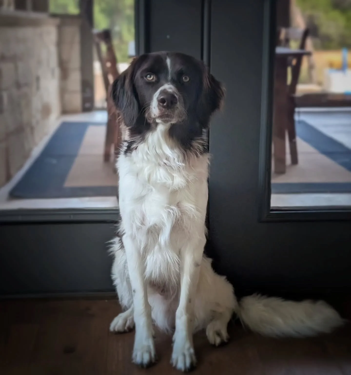 Blaze. Super Cooper x Sage.
.
.
.
.
#twogunkennels #drentschepatrijshond #AmericanDrentschePatrijshondAssociation