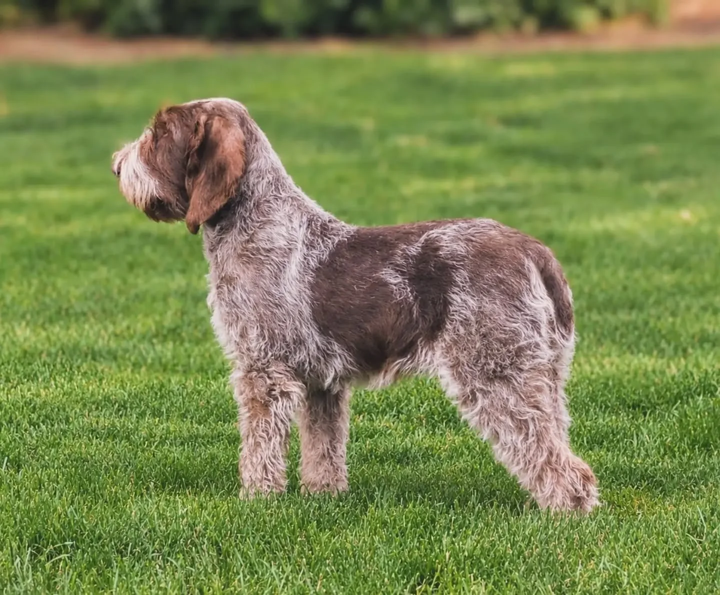 🍪🐻

5 months 
.
.
.
#twogunkennels #spinoneitaliano #spinonepuppy