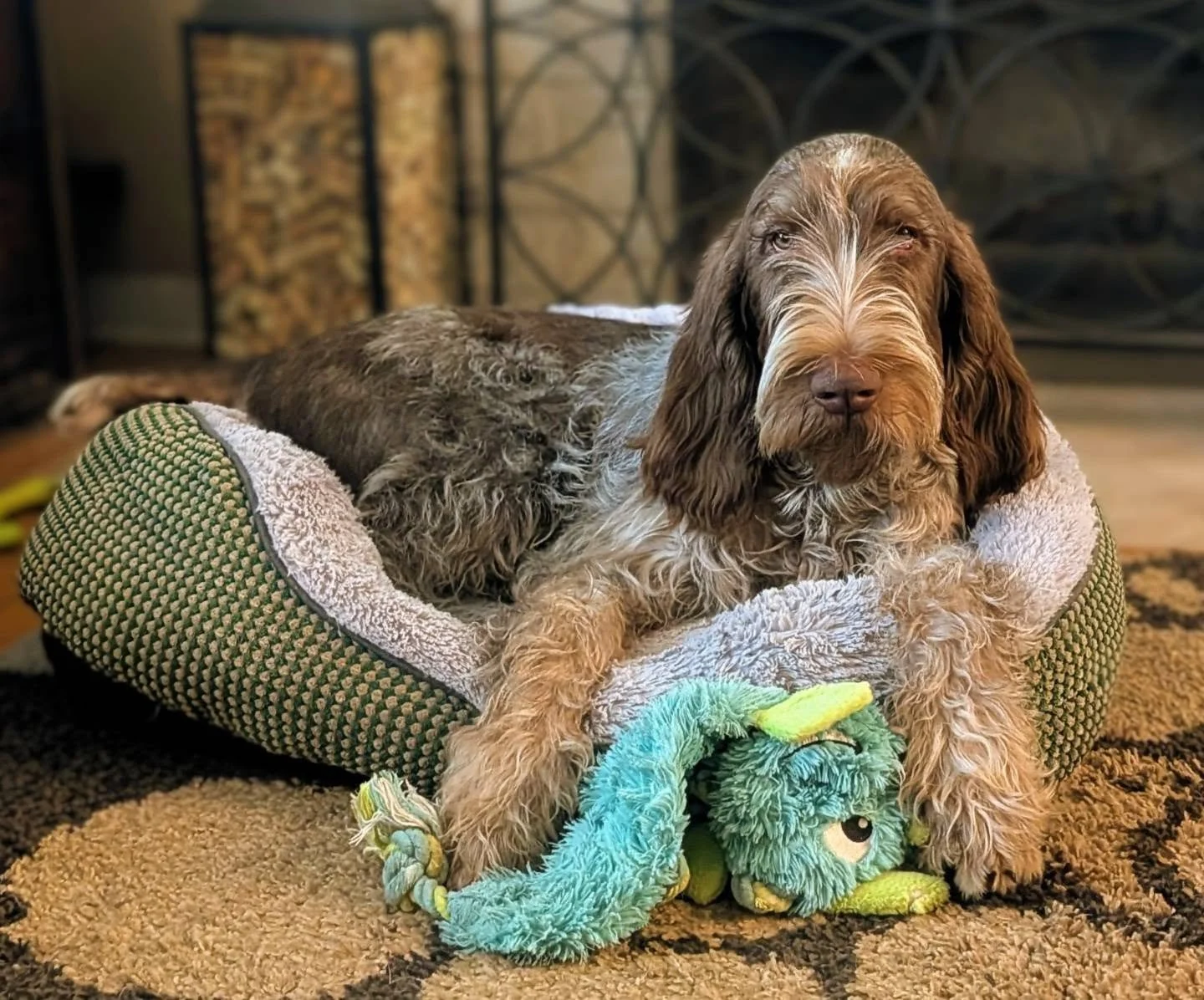 Did Fizzy pass down her judgy face?
....
I dunno --- did she? 👀
.
.
.
#twogunkennels #spinone #spinonepuppy #spinoneitaliano