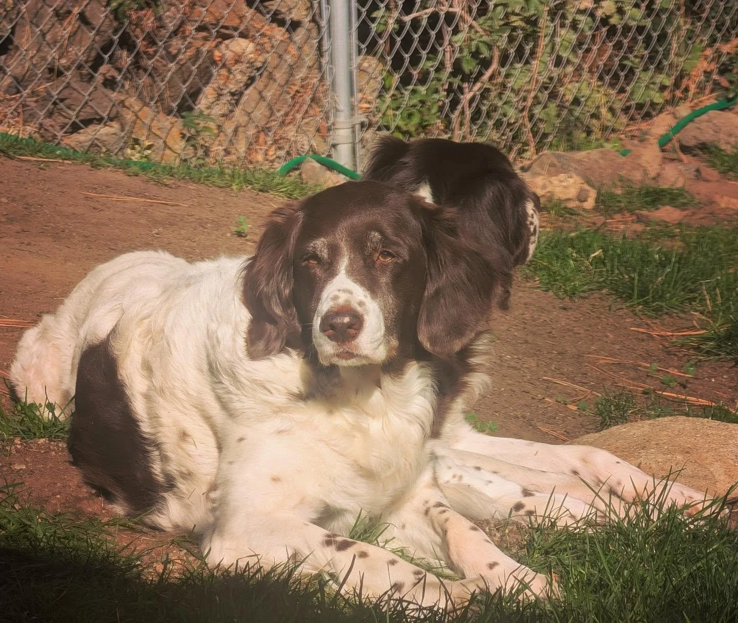 Just two old girls enjoying the late afternoon sun 🌞 

Never know how much time you have, so can't take lazy Fall afternoons like this for granted 🙏 
.
.
.
#twogunkennels #americandrentassociation #drentschepatrijshond #drent #americandrentschepatr