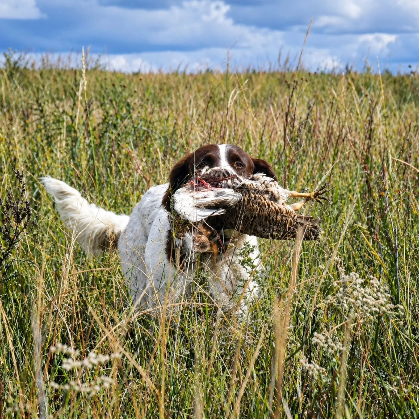 Ila with a Greater Prairie Chicken 
.
.
.
.
#twogunkennels #drentschepatrijshond #sandhillssharptailshootout #americandrentschepatrijshondassociation