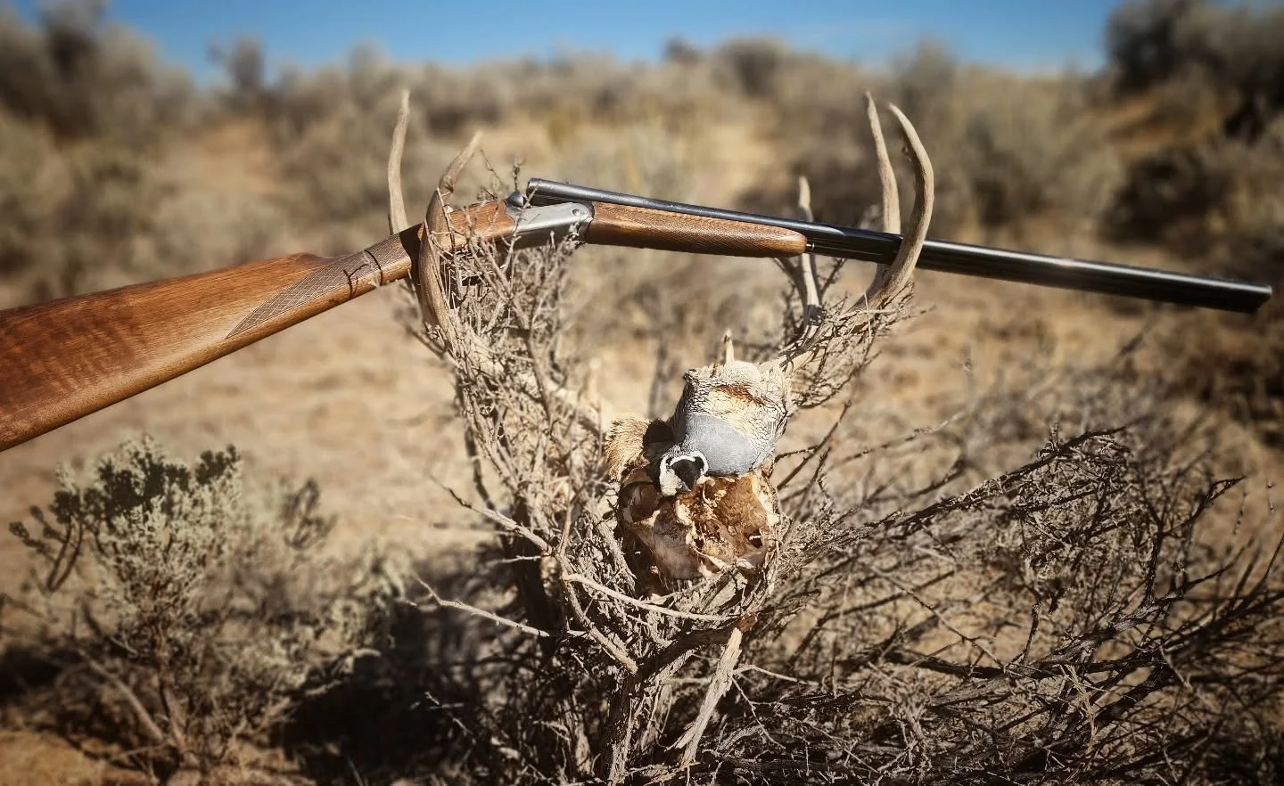 Valley Quail are back on the menu boys...
.
.
.
.
#twogunkennels #poweredbyinukshuk #drentschepatrijshond #spinoneitaliano #italianfirearmsgroup