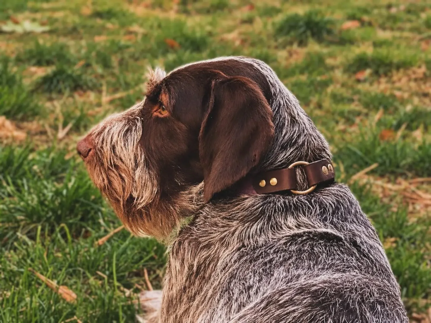 The Rye Bean surveying her domain 👑
.
.
.
#twogunkennels #germanwirehairedpointers #gwp