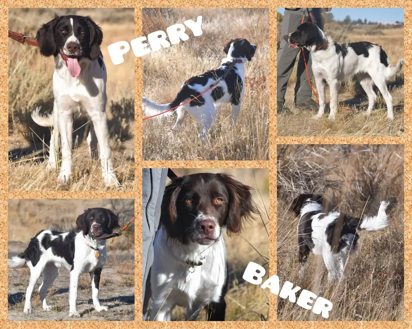 Two brothers stopped in this weekend to work some birds and take part in some Drent shenanigans!

Perry &amp; Baker - Ila x Cooper 2026
.
.
.
#twogunkennels #americandrentassociation #americandrentschepatrijshondassociation #drentschepatrijshond #dre
