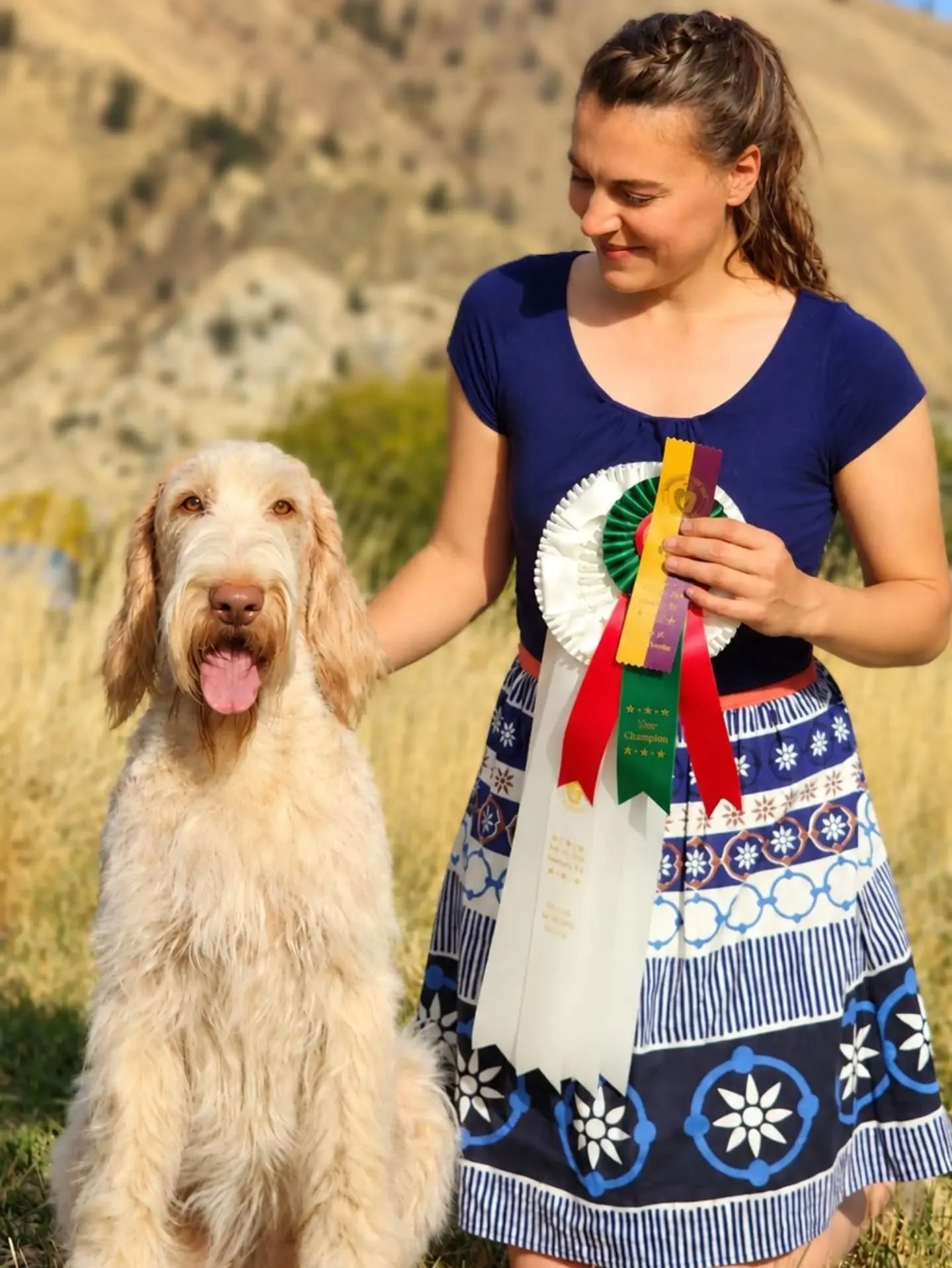Little late posting, but Birdie is a new AKC Champion! - "CH Two Gun's Madrean Royal Flush CGC STR"

Birdie finished her championship last weekend by going Best of Breed from the classes (and over her mama 🥹) in Wenatchee. This is a bitter