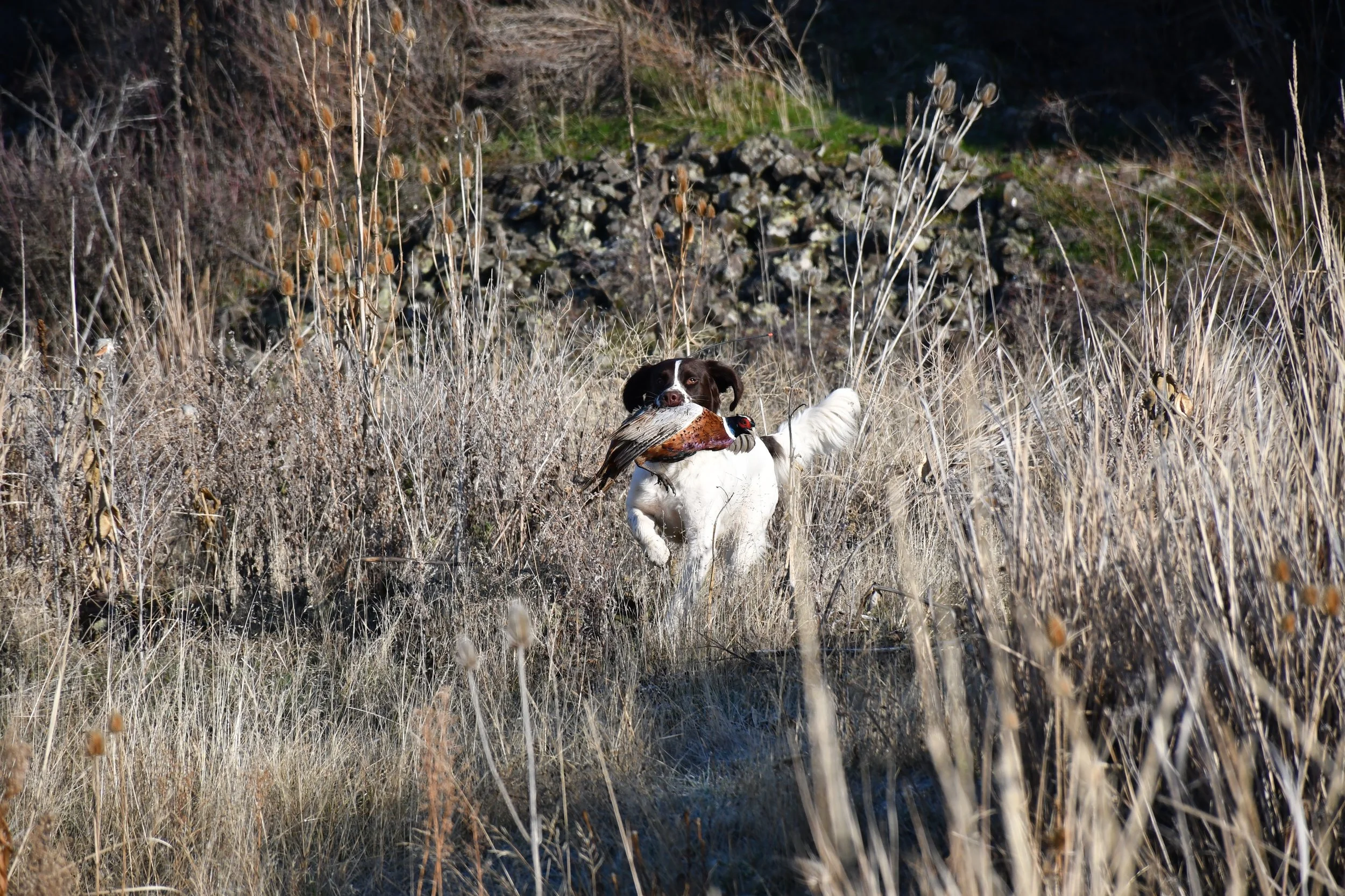 DSC_1375.JPG