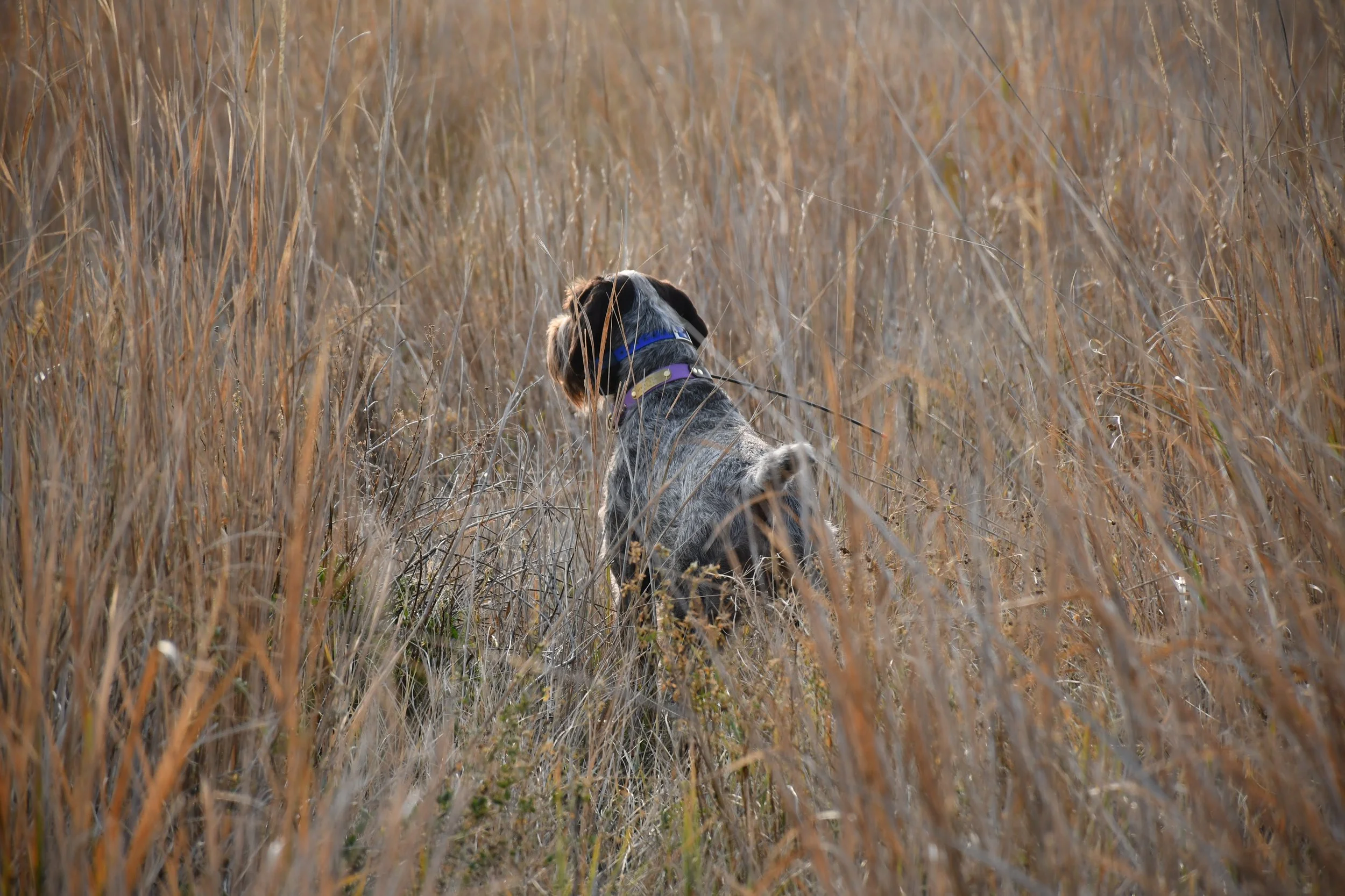 DSC_0122.JPG