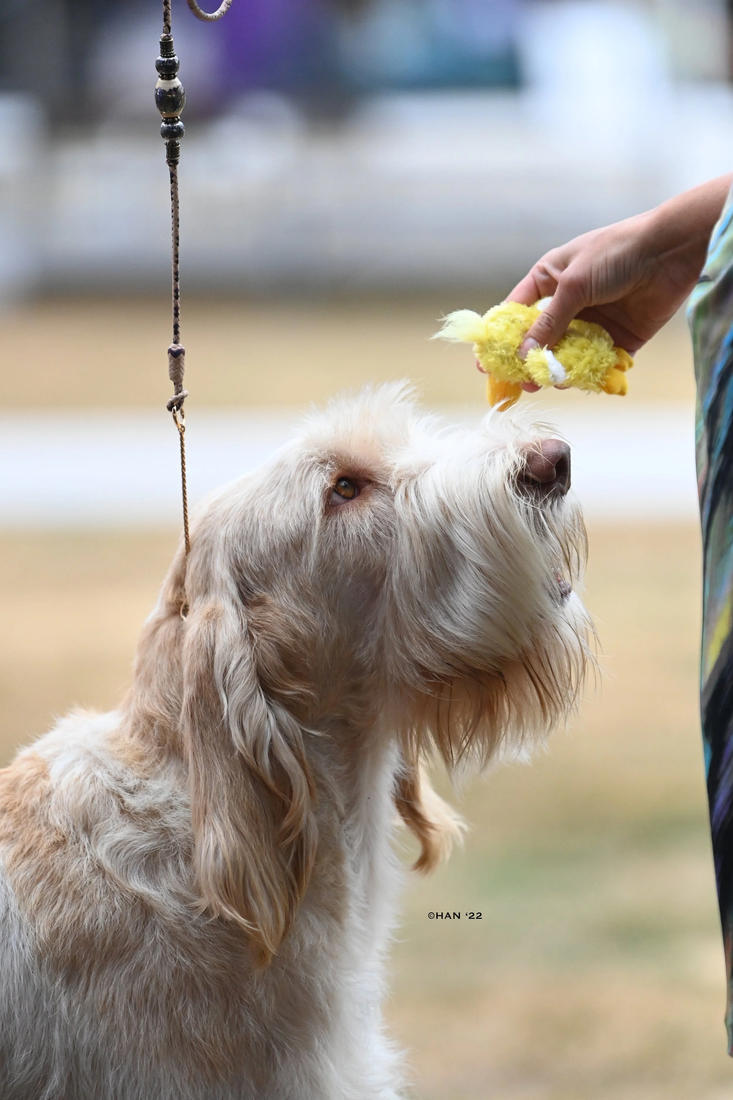 Spinone O'Connor.jpg