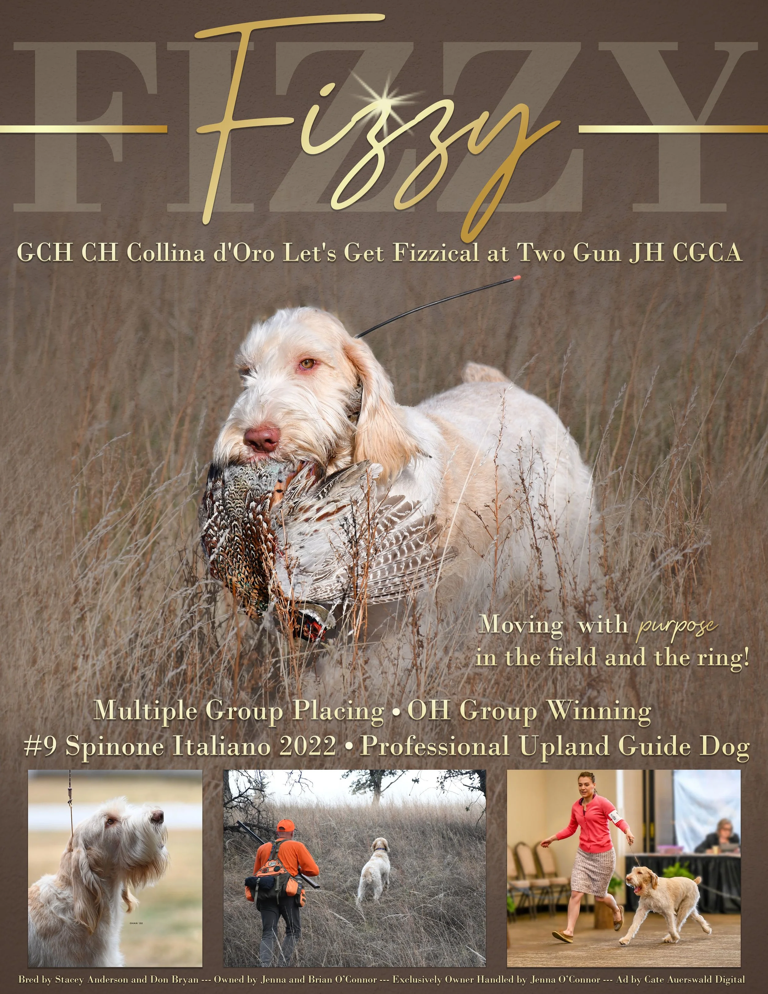 Jenna O'Connor Spinone Single Page Advertisement SOCIAL MEDIA COPY.jpg