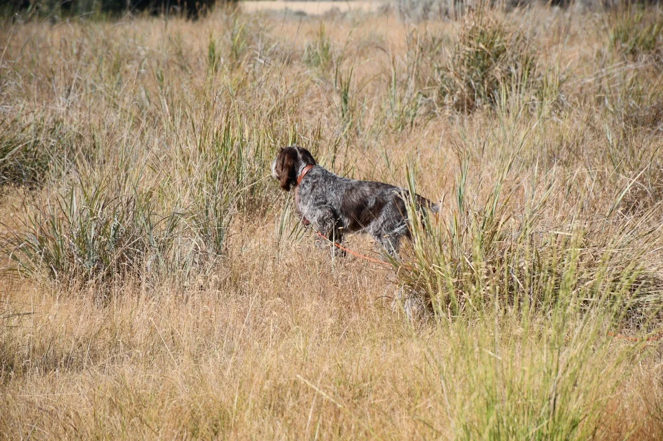 DSC_1417.JPG