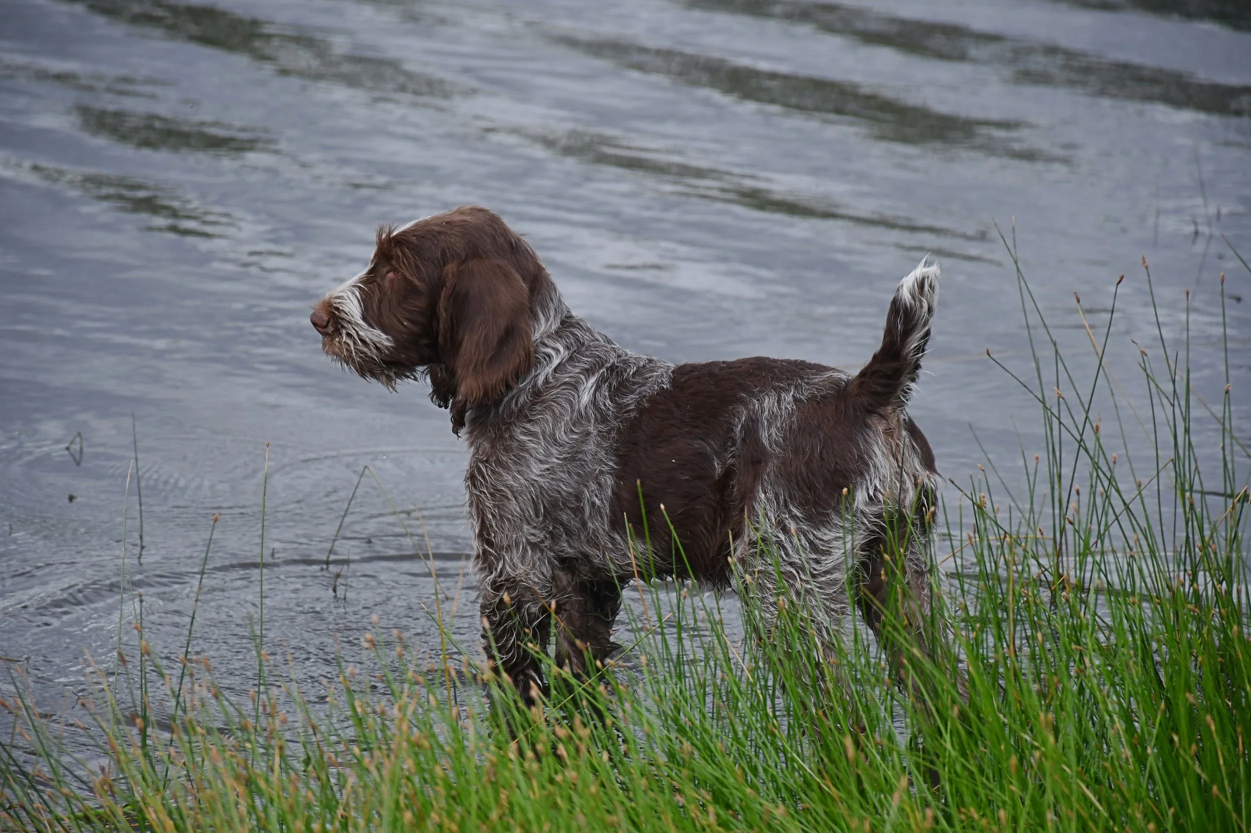 DSC_0387.JPG