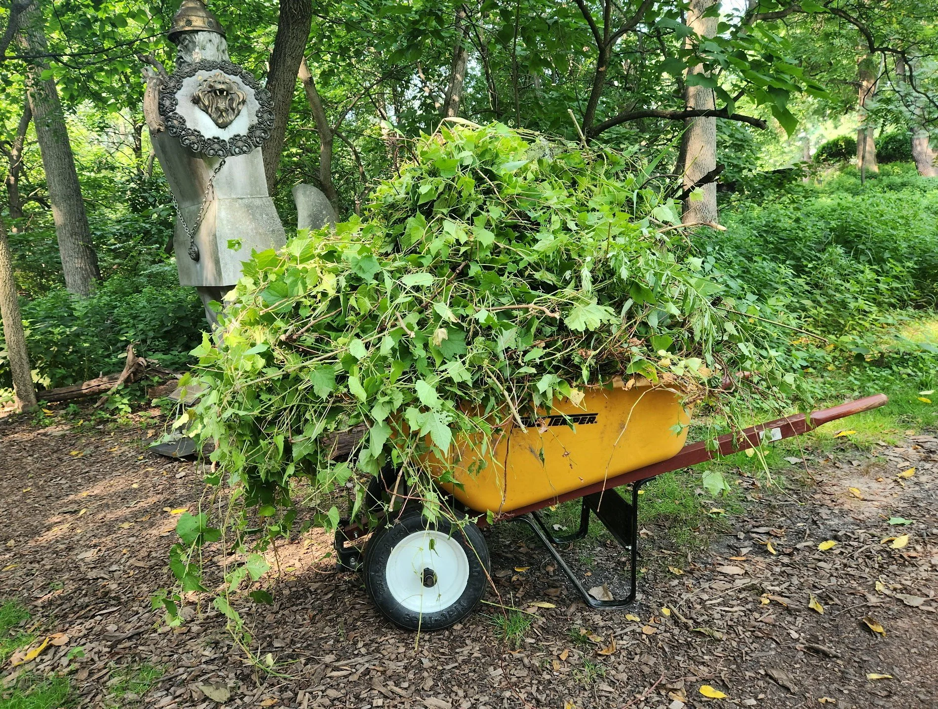 Invasive Plant Removal