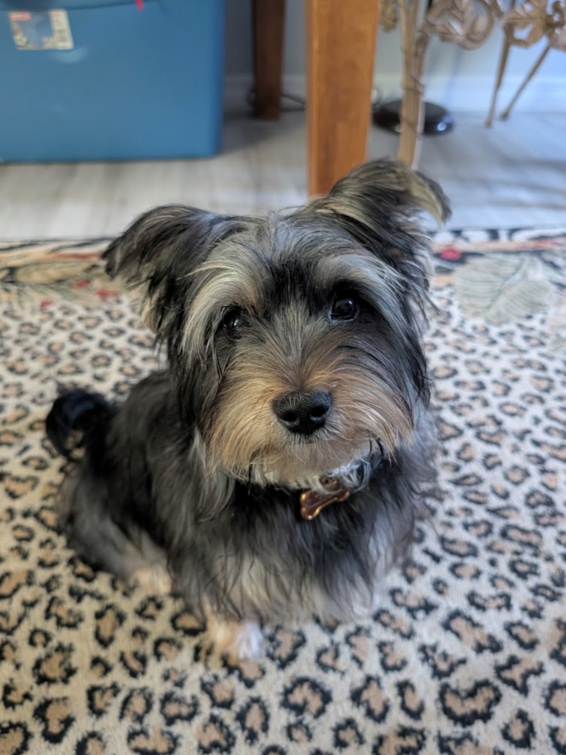 A small dog with black and gray fur, sitting on a patterned rug, looking directly at the camera. There is furniture and a cabinet in the background.
