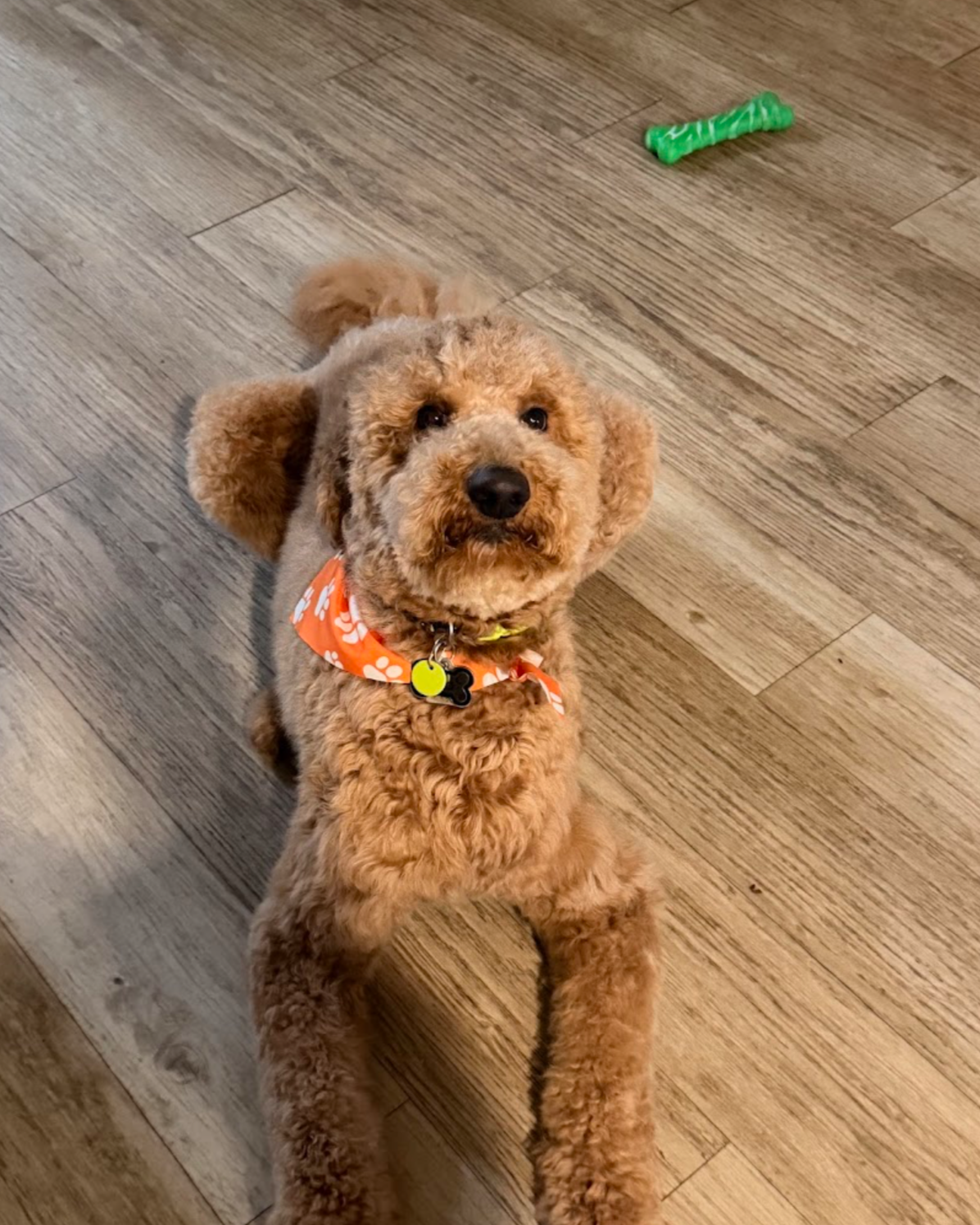 A tan-colored teddy-style poodle with curly fur sitting on a wooden floor, wearing an orange bandana with white paw prints, and looking up at the camera. There is a green chew toy in the background.