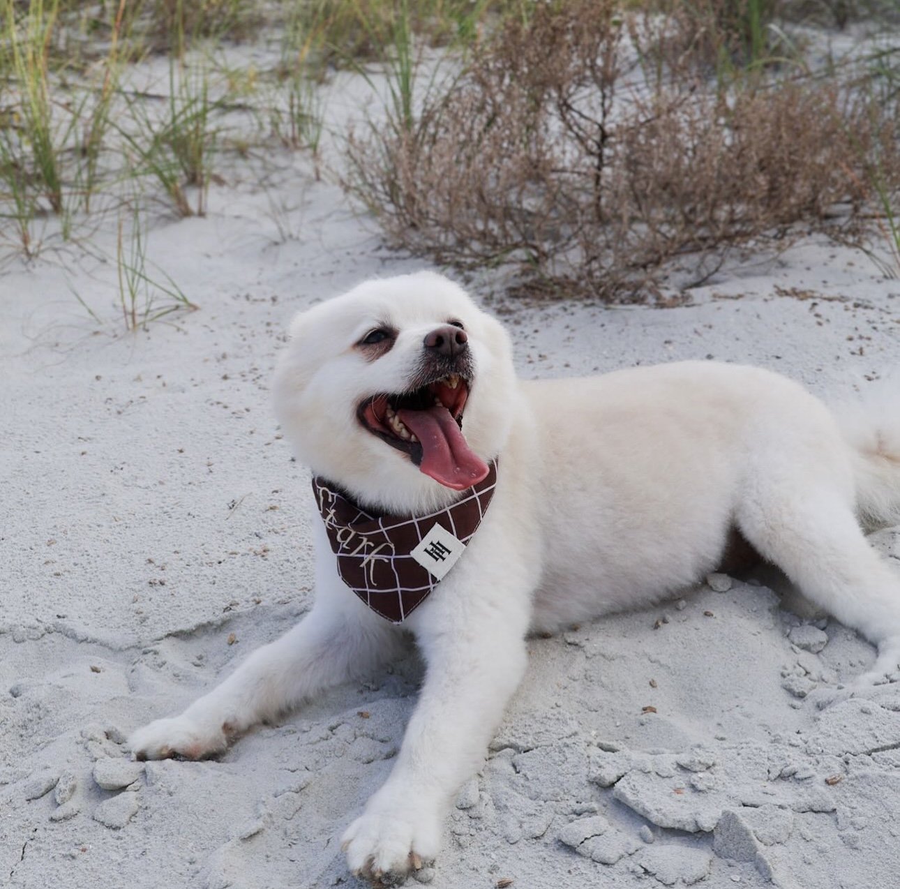 A happy white puppy with its tongue out, lying on sandy ground at the beach, wearing a brown bandana.