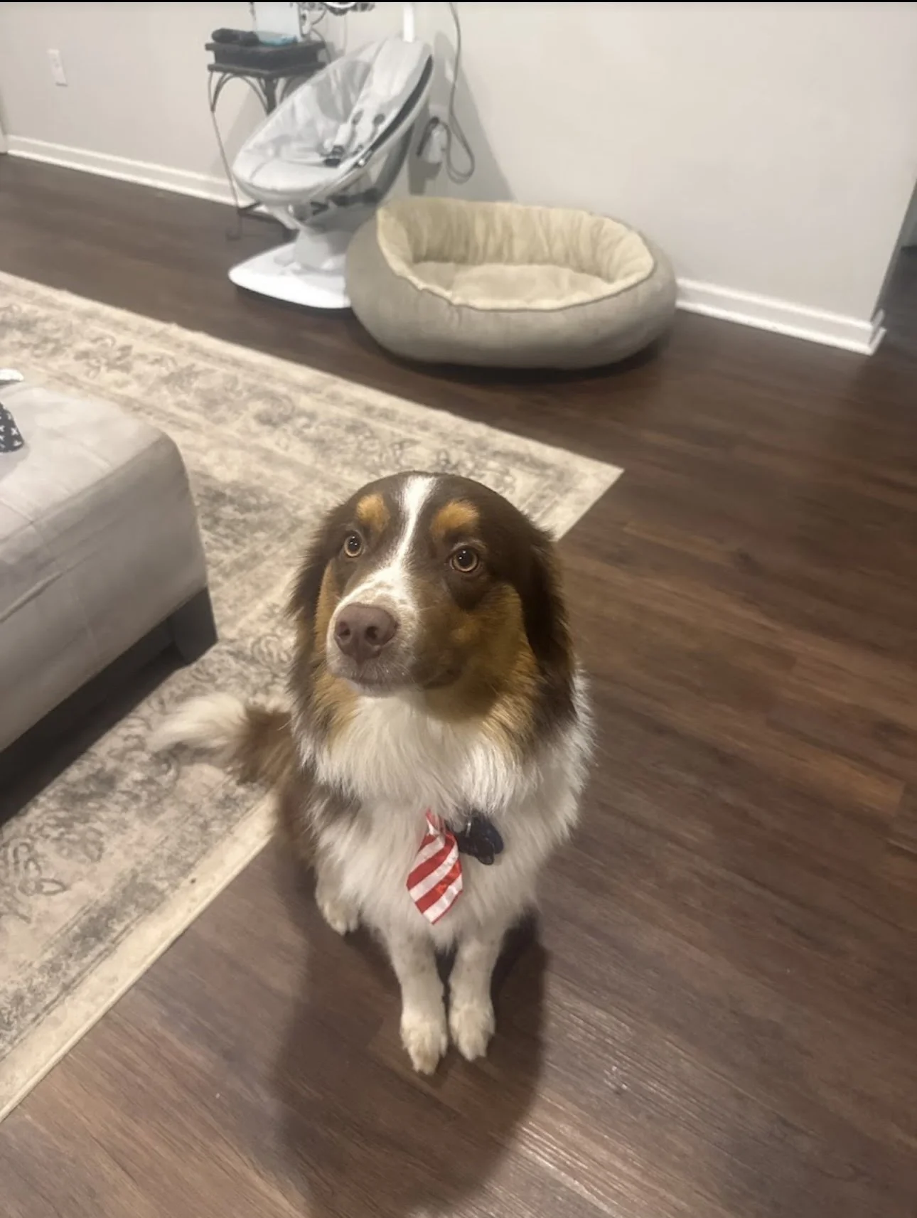 A brown and white Australian Shepherd dog with a red, white, and blue striped bandana around its neck, sitting on a wooden floor and looking up at the camera. In the background, there is a pet bed, a gray chair, and a small table with electronic devi