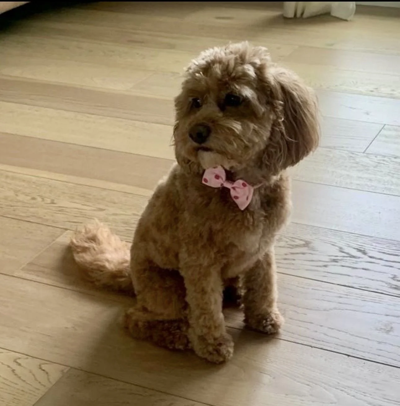 A cute brown poodle puppy with curly fur is sitting on a wooden floor, wearing a pink bow tie with hearts.