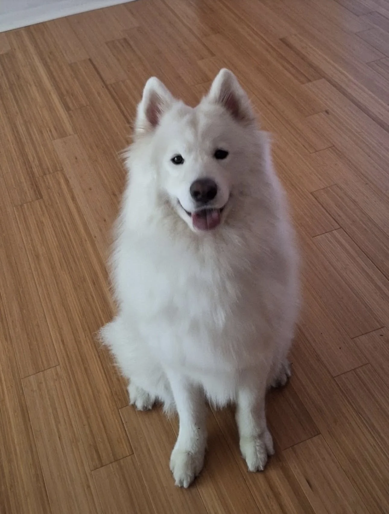 A fluffy white dog, possibly a Samoyed, sitting on a hardwood floor and looking up at the camera with its tongue slightly sticking out.