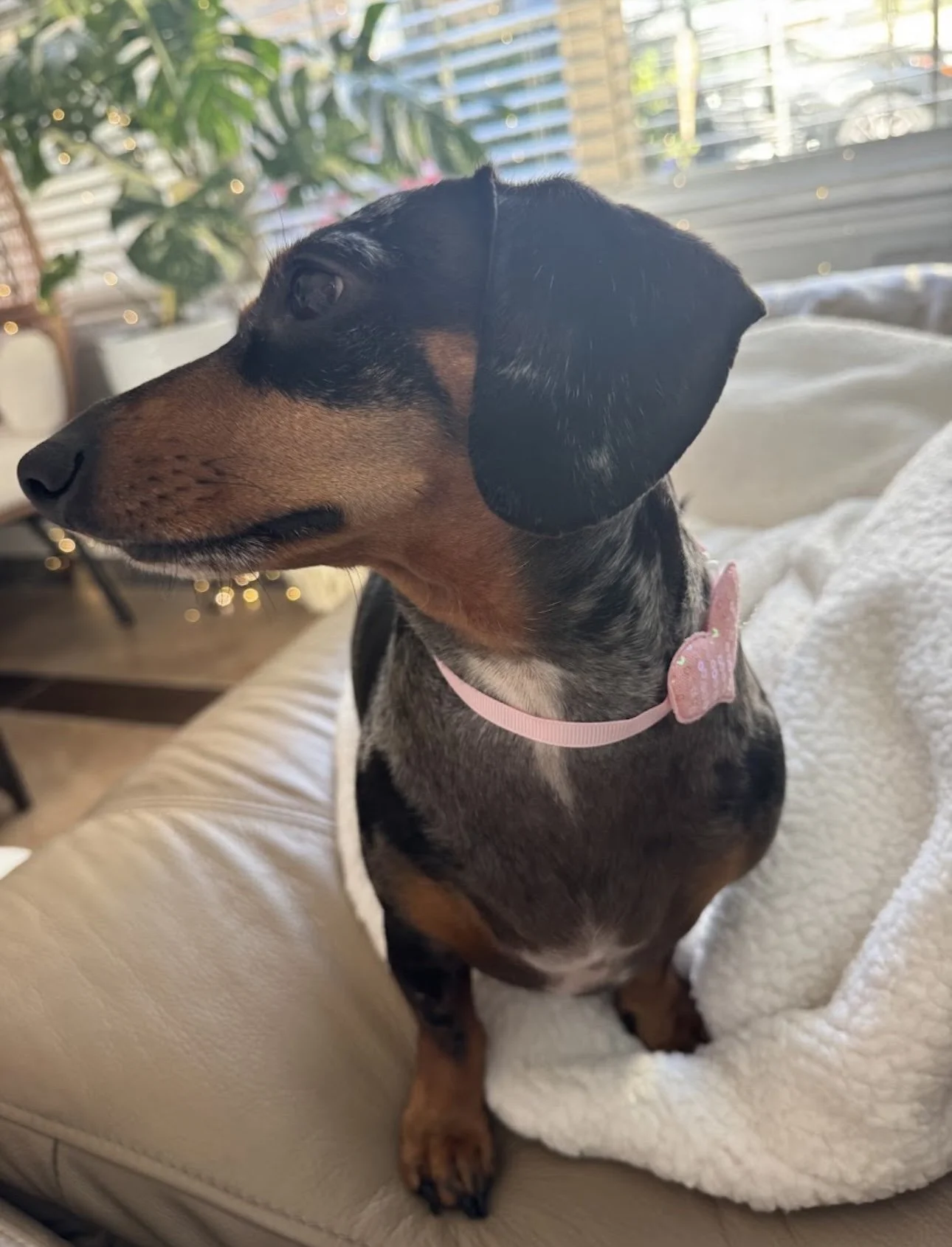A mixed-breed dog with black, brown, and white fur sitting on a beige couch. The dog is wearing a pink collar with a heart-shaped tag and is looking to the left. In the background, there are plants, wooden furniture, and window blinds with sunlight f