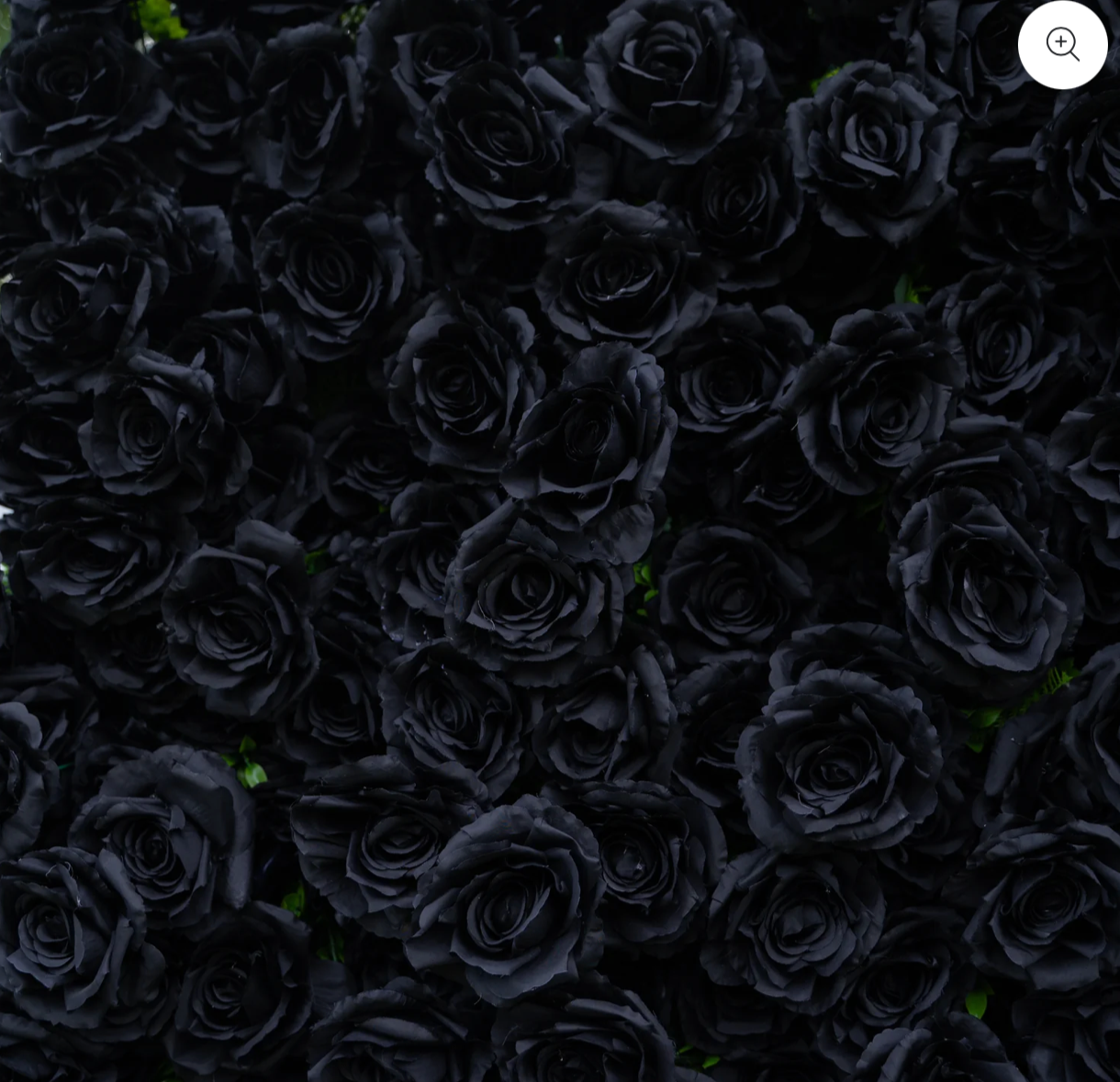 Close-up of numerous black roses.