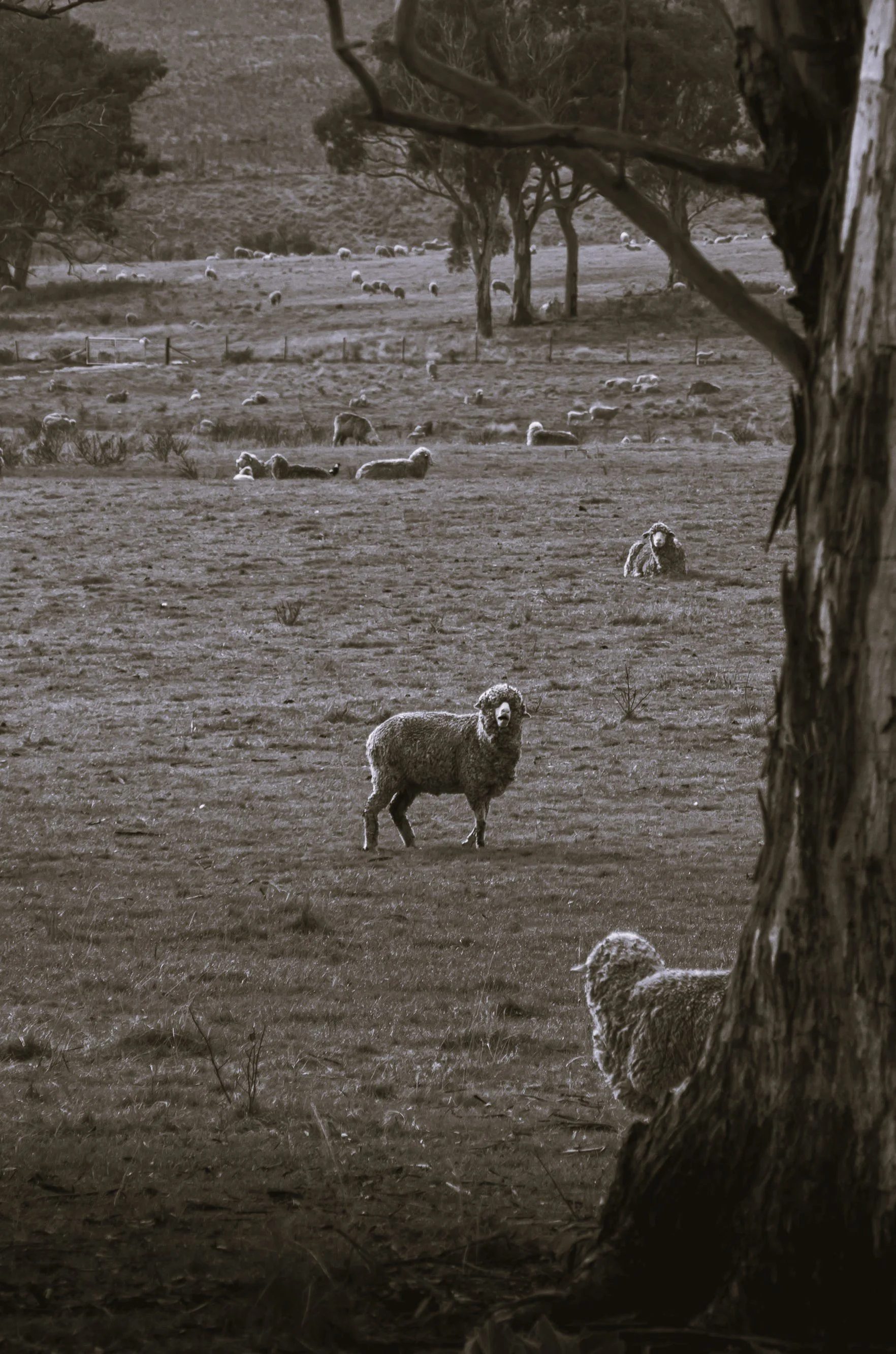 A flock of sheep grazing and resting on a grassy field with some trees and hills in the background, and a large tree trunk in the foreground.