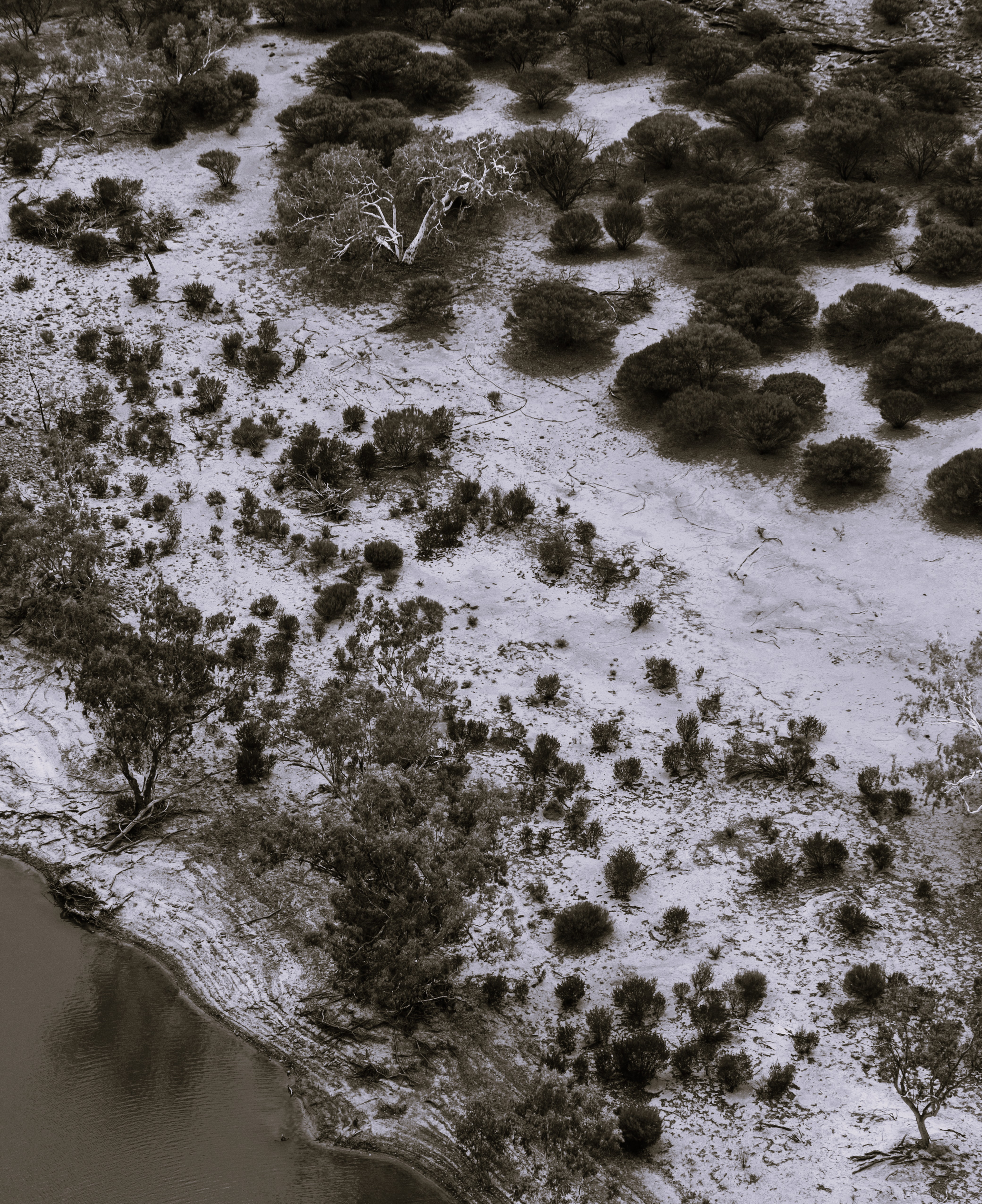 Aerial view of a riverbank with numerous bushes and a large leafless tree, captured in black and white.