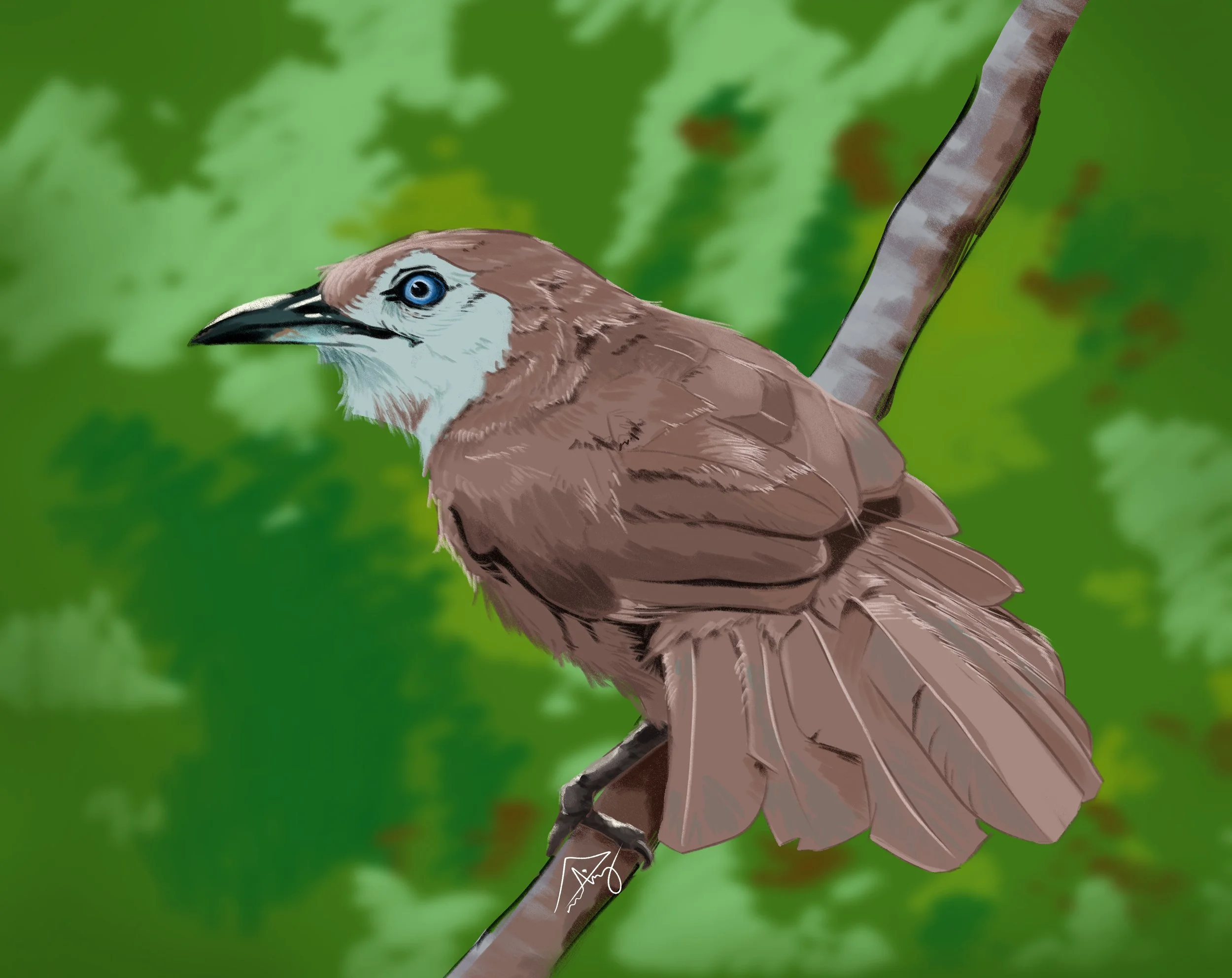 Spiny babbler.jpg