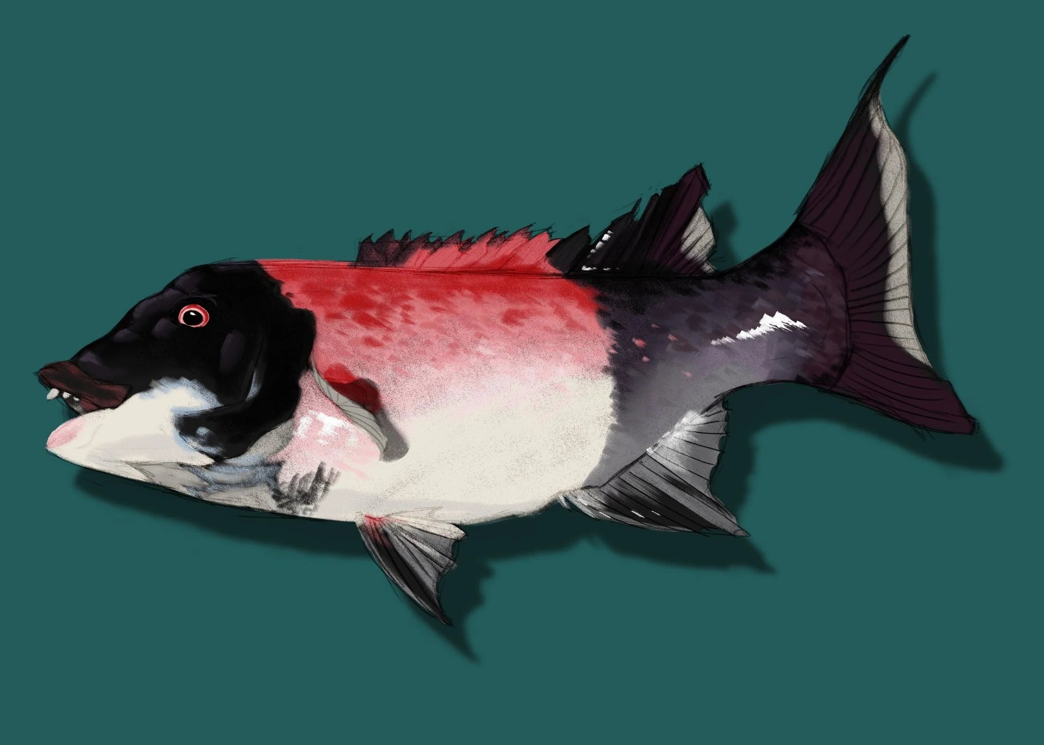 Sheephead Print (7" x 5")