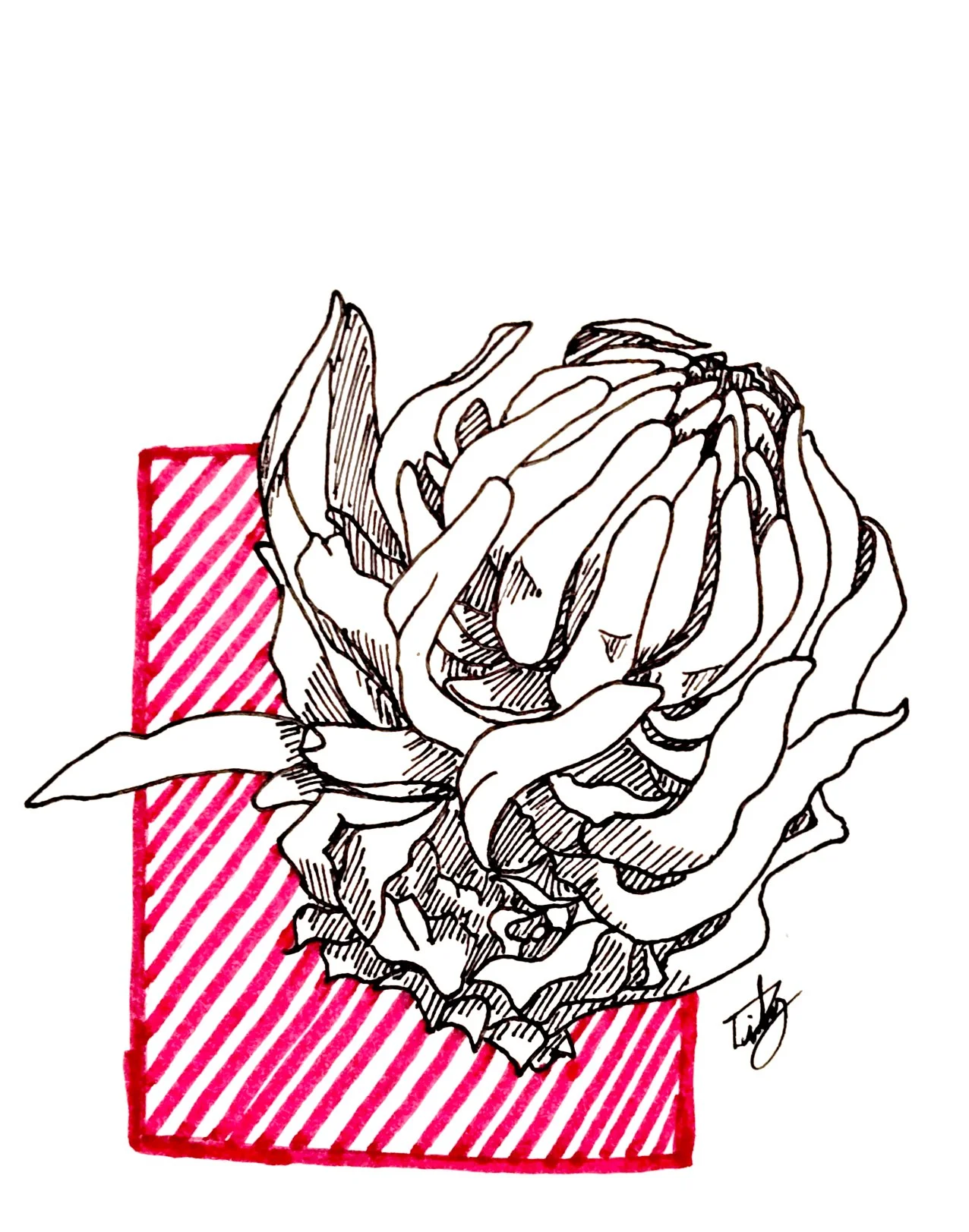 Snow Plant!