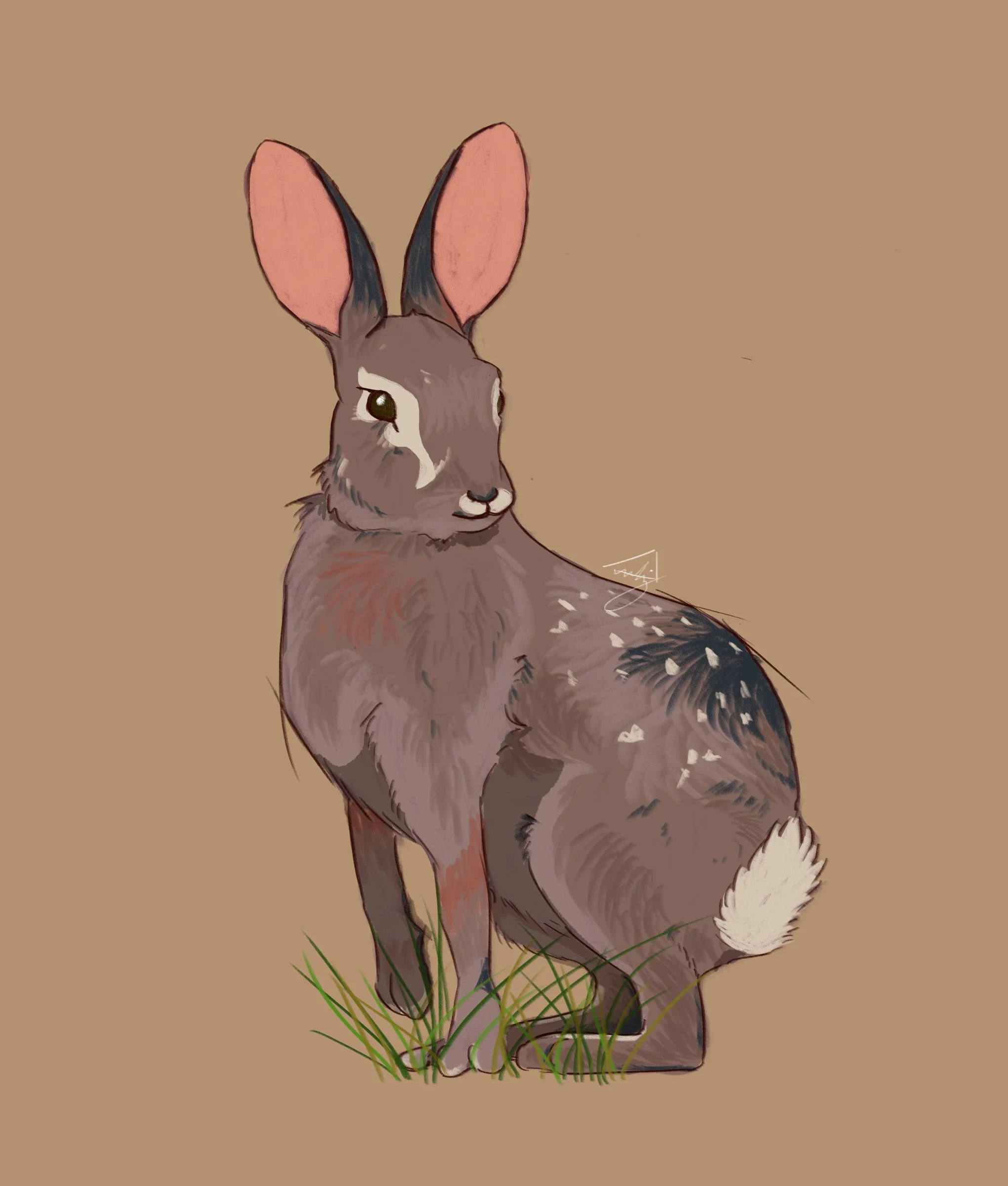Desert cottontail no words.jpg