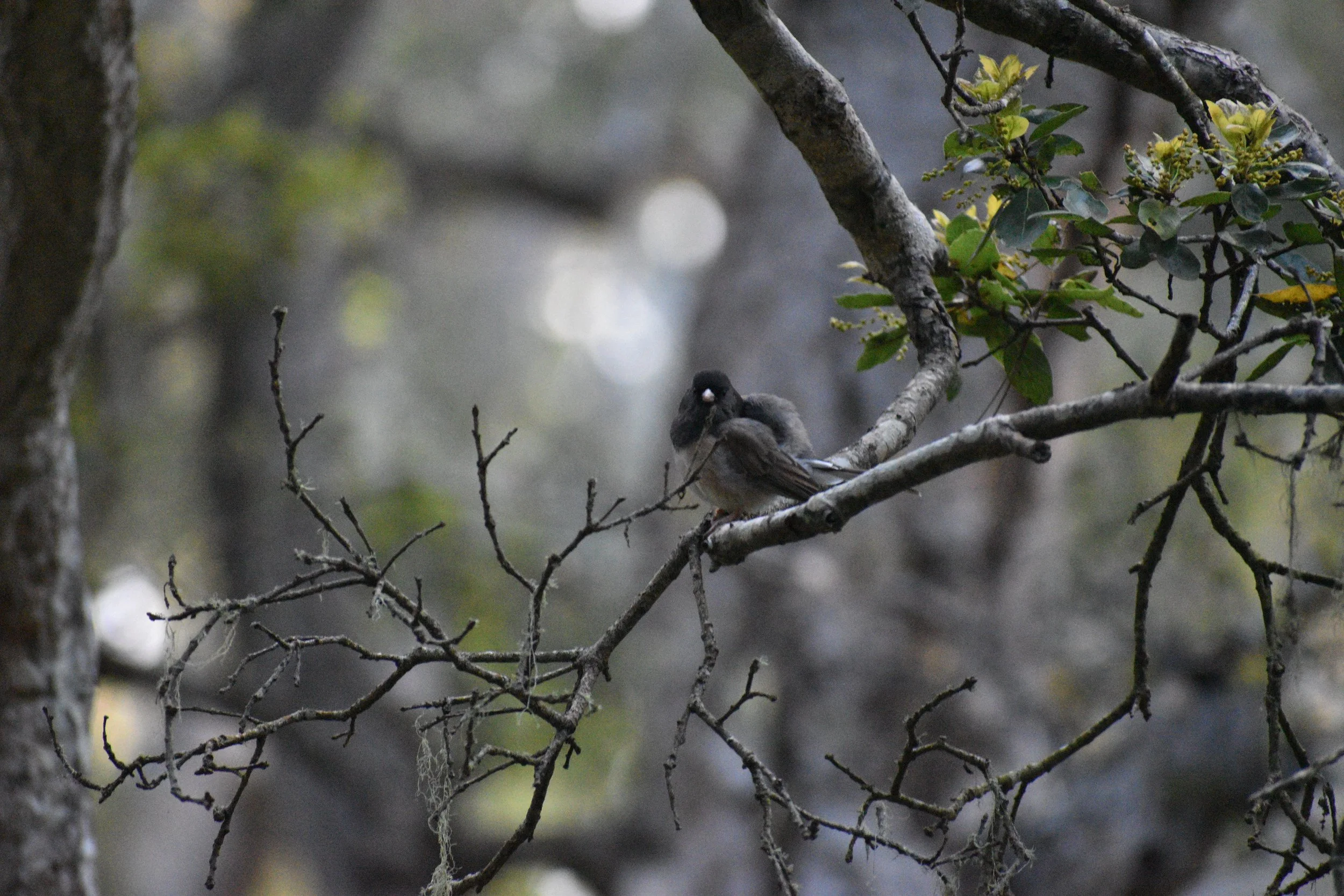 DSC_0349.JPG