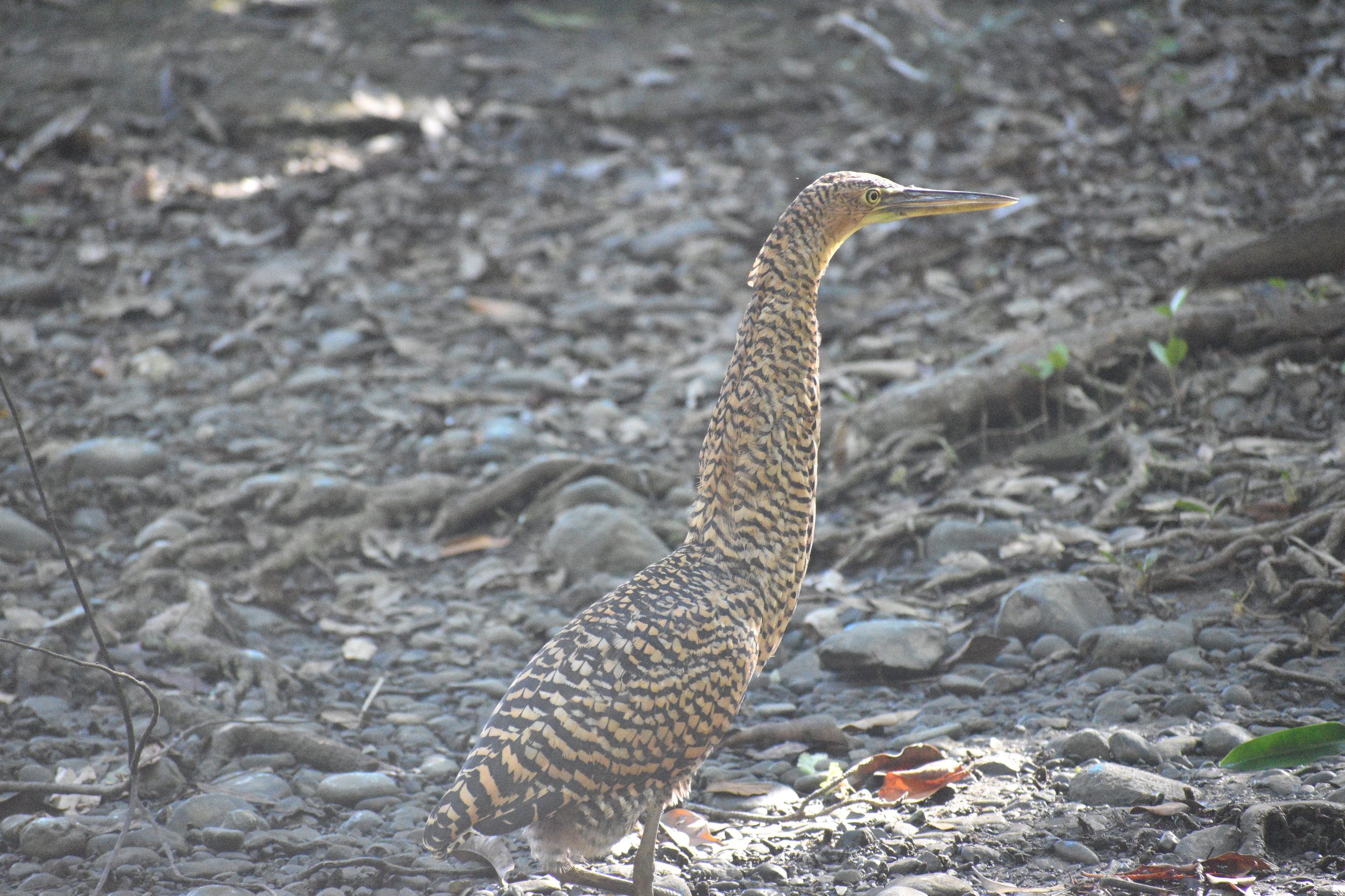 DSC_0304.JPG
