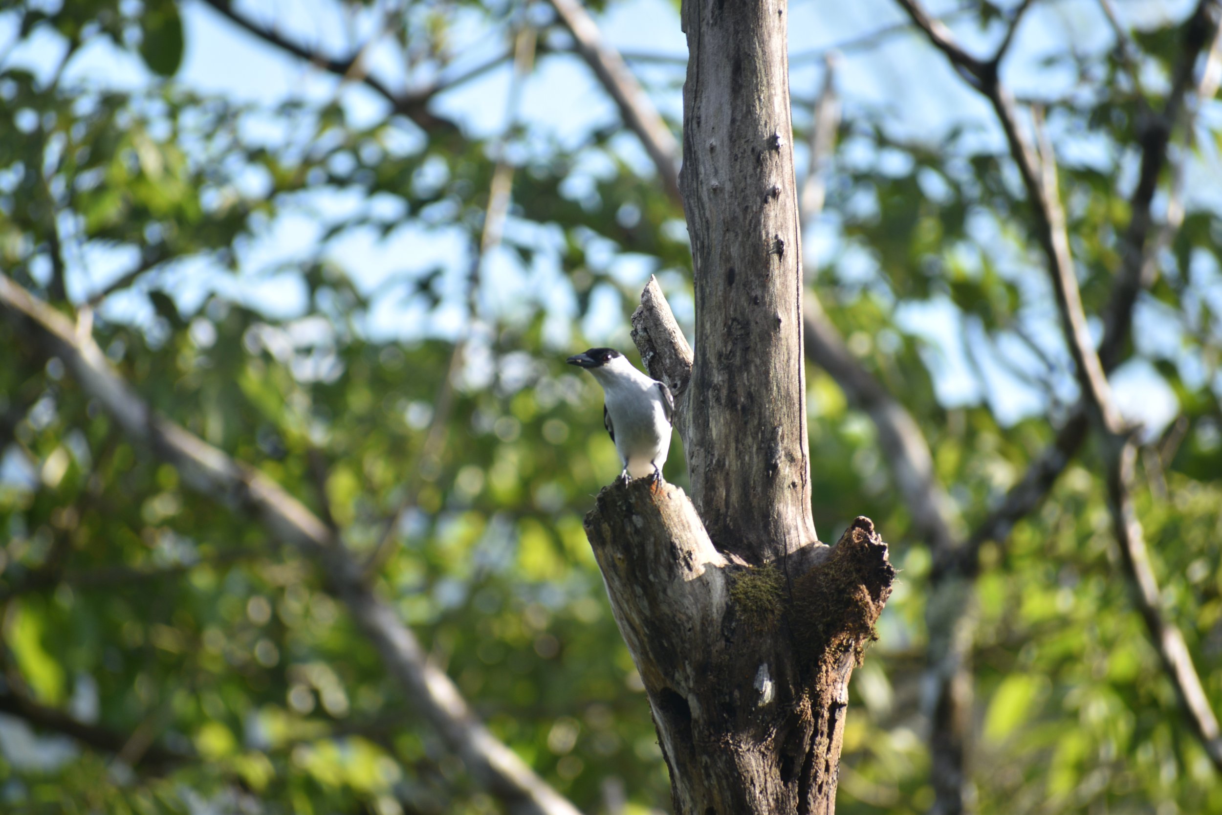 DSC_0779.JPG