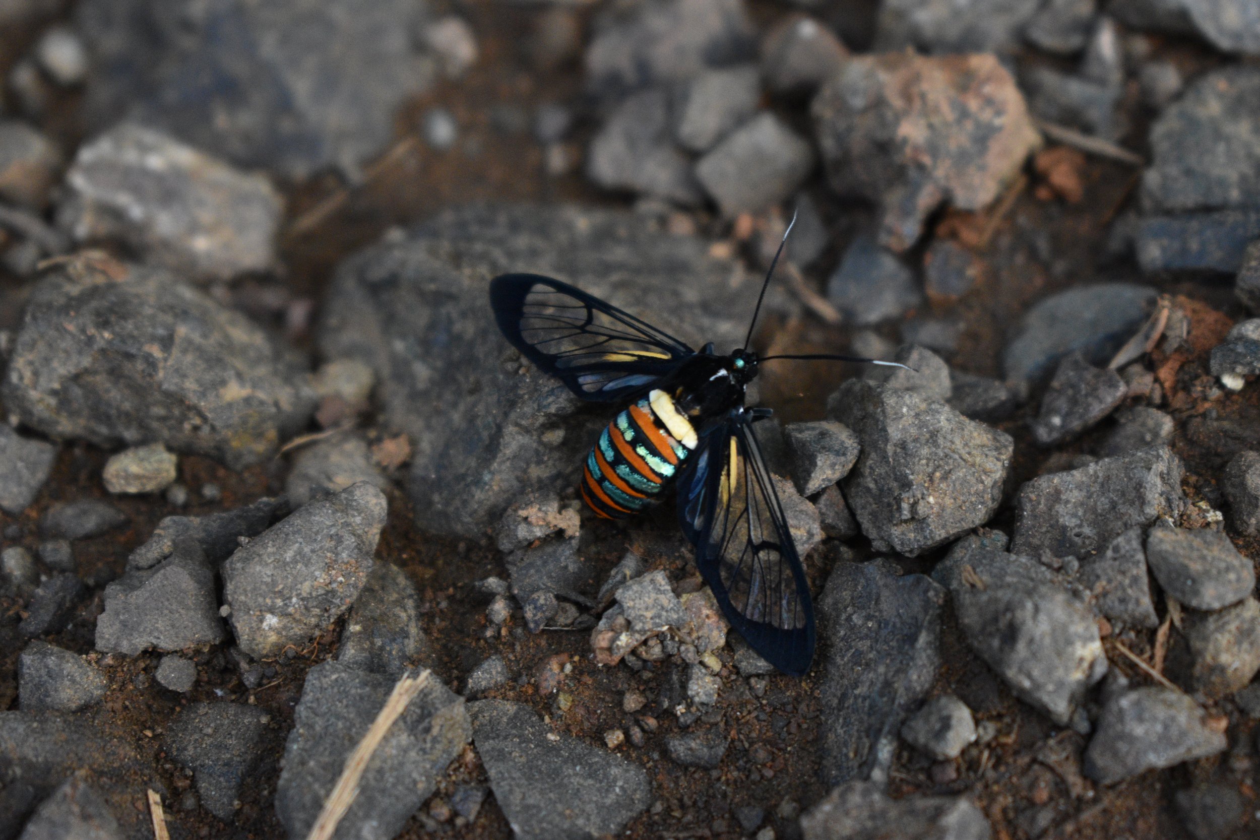 Arthropods