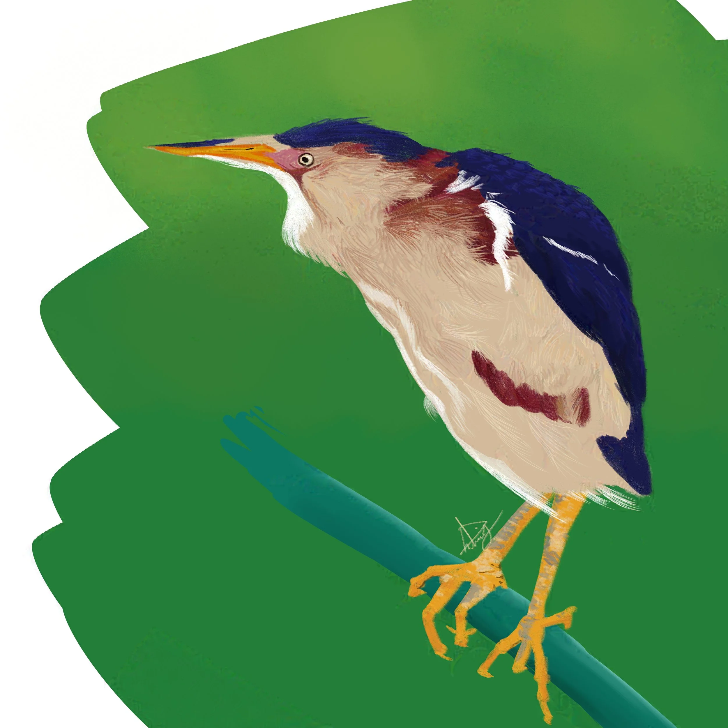 Least Bittern-nightshade-intensity-LOW-V1.jpg