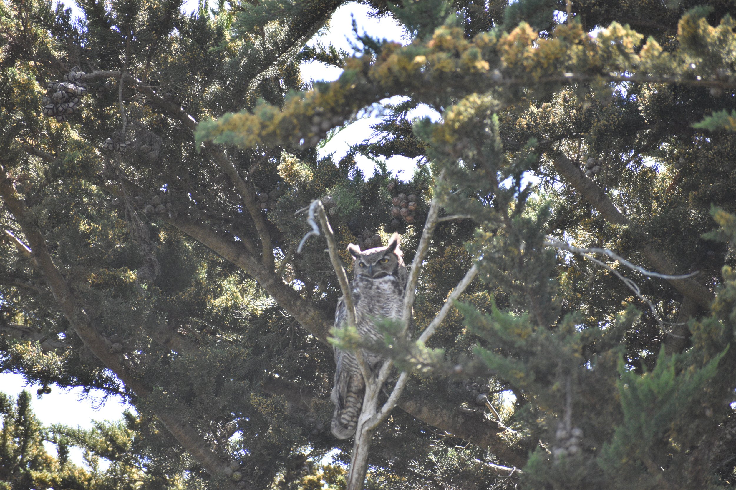 DSC_0453.JPG