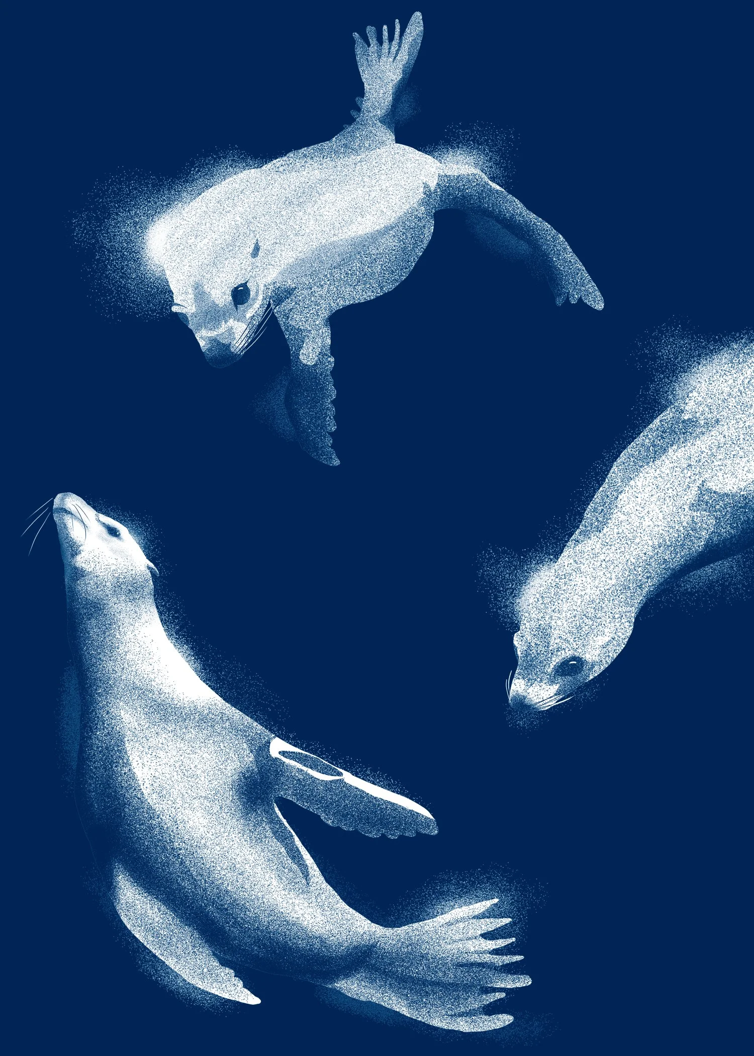 California Sea Lion 5 x 7.jpg