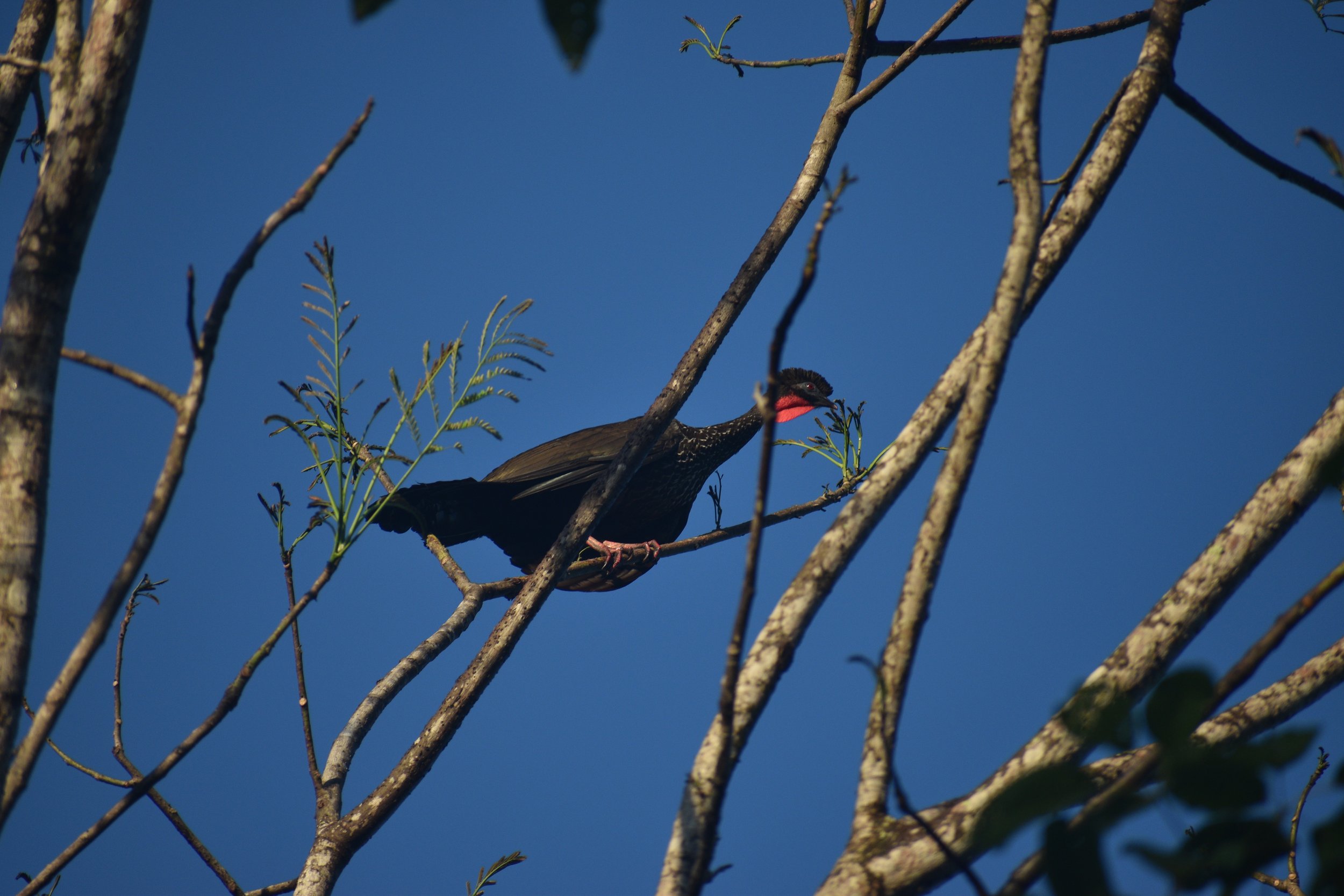 DSC_0652.JPG