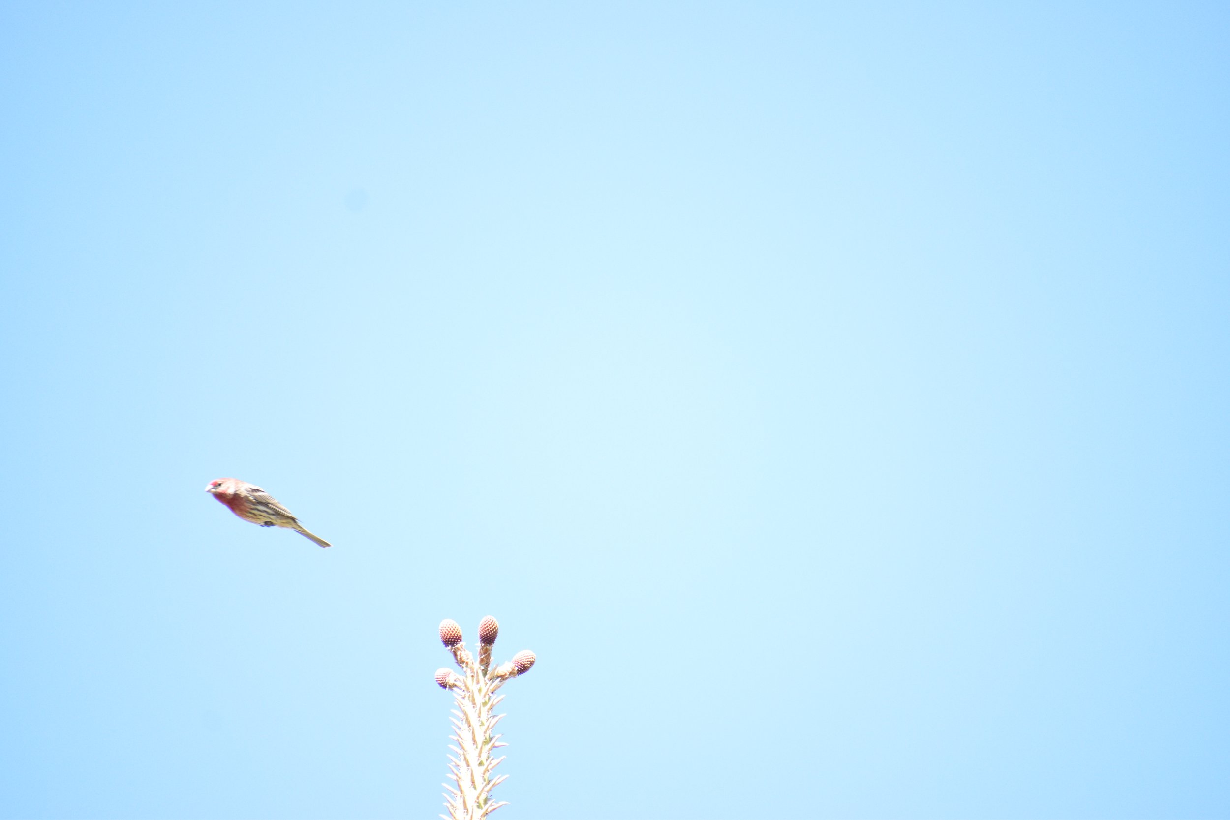 DSC_0460.JPG