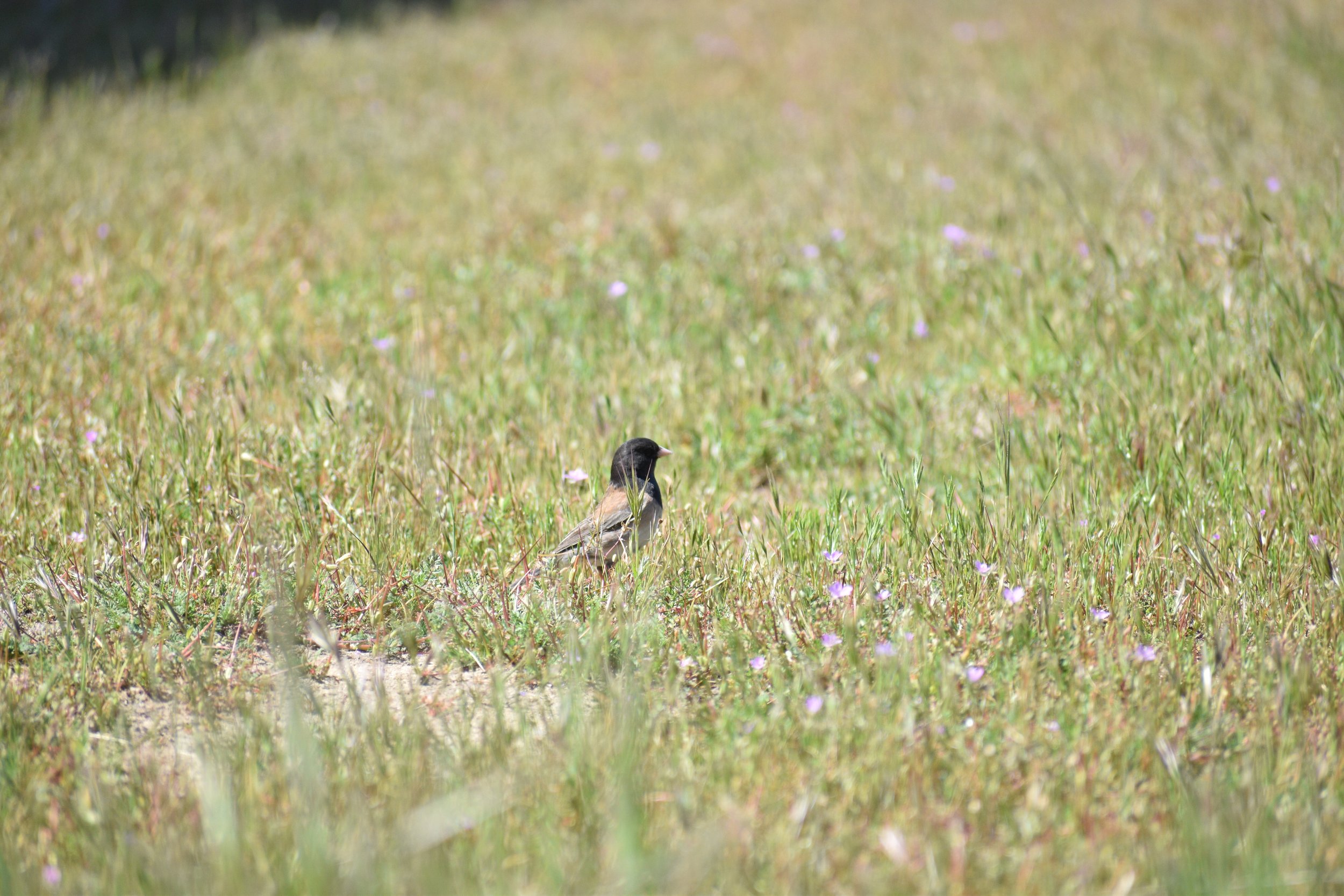 DSC_0432.JPG