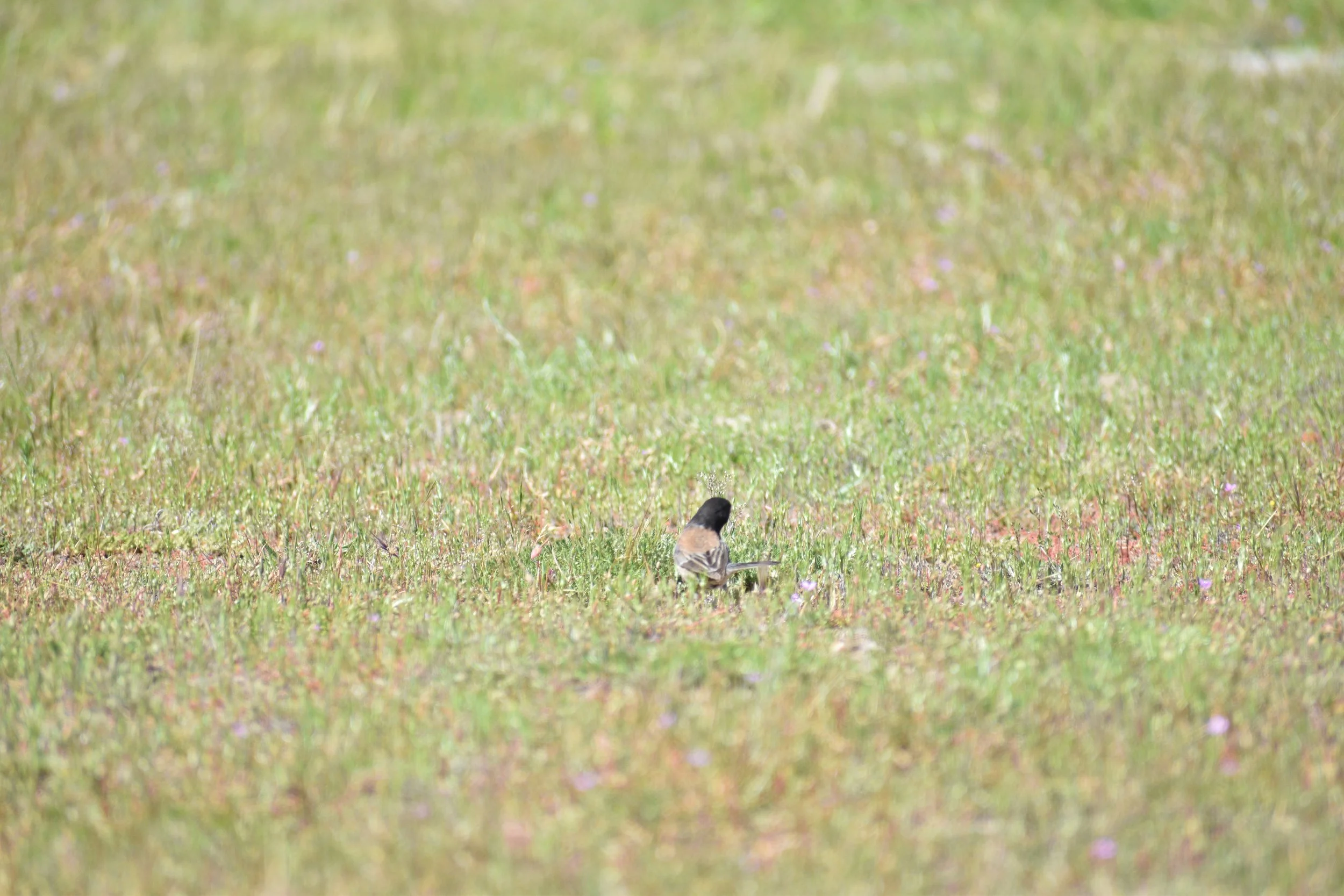 DSC_0434.JPG