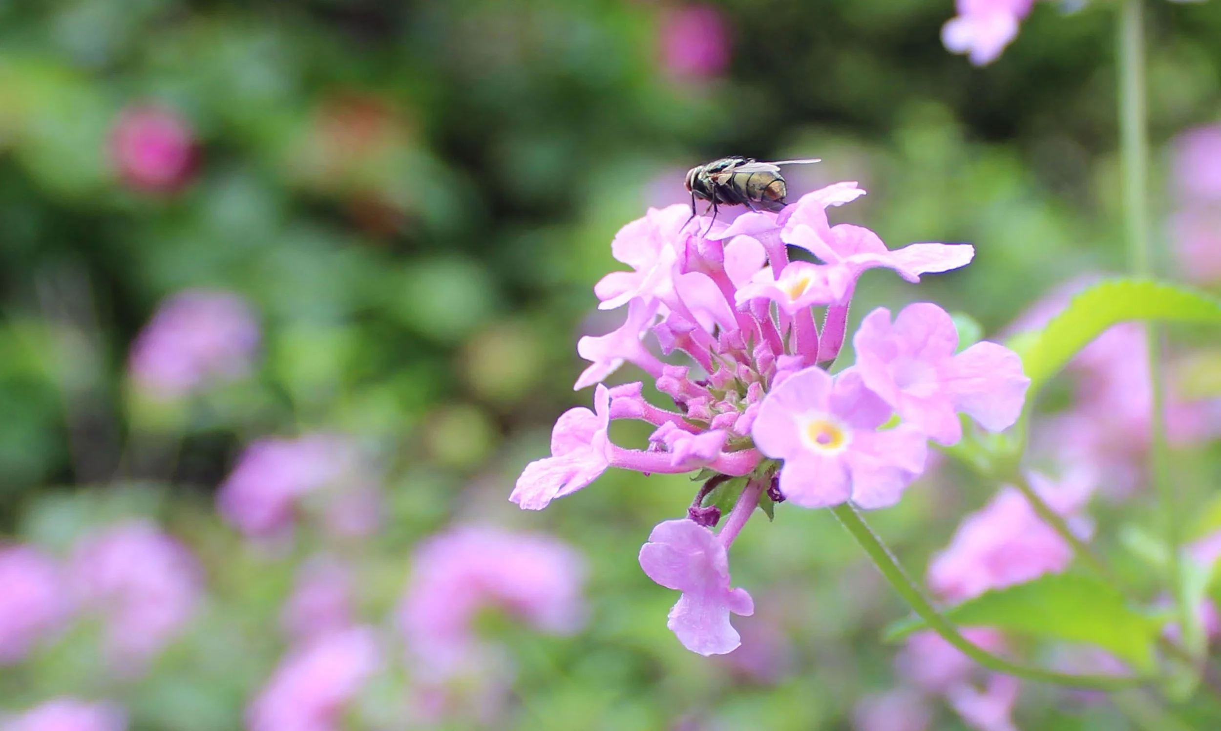 fly on flower.jpg
